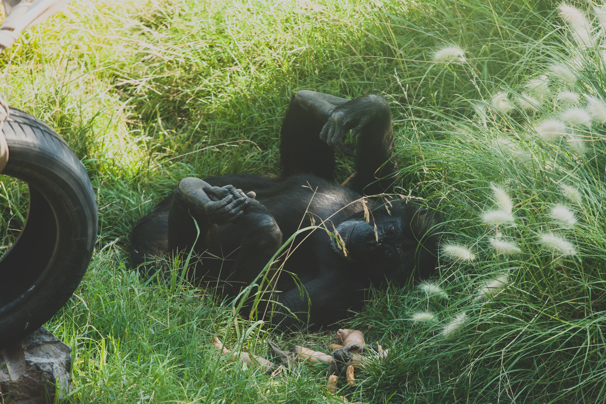 Canon EOS-1Ds Mark III sample photo. Chimpancé photography