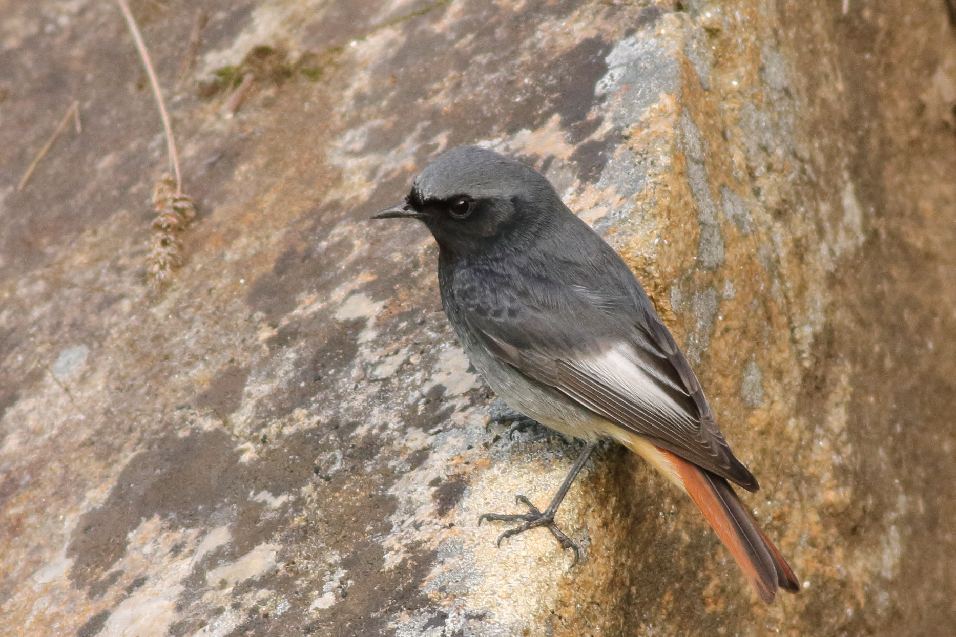 Canon EOS 1100D (EOS Rebel T3 / EOS Kiss X50) + Canon EF 400mm F5.6L USM sample photo. Black redstart (phoenicurus ochruros) photography