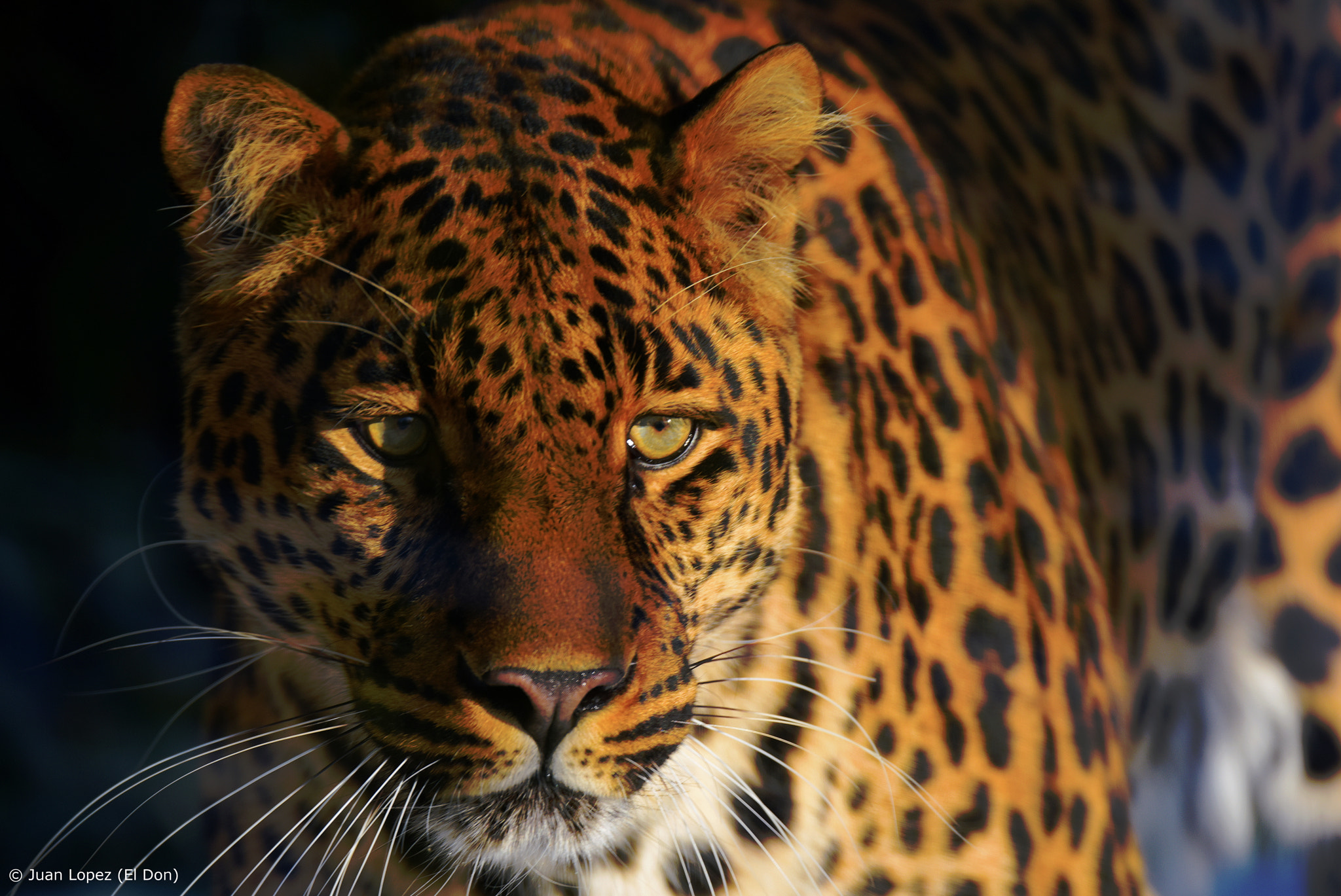Sigma 150-600mm F5-6.3 DG OS HSM | S sample photo. Leopard photography