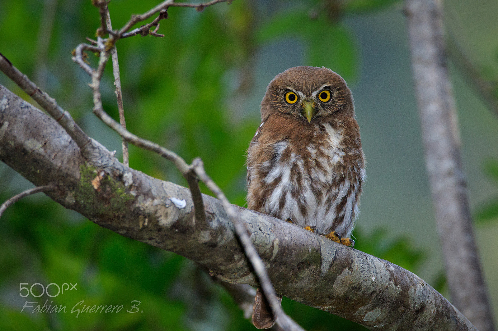 Sigma 150-600mm F5-6.3 DG OS HSM | C sample photo. One of three... photography