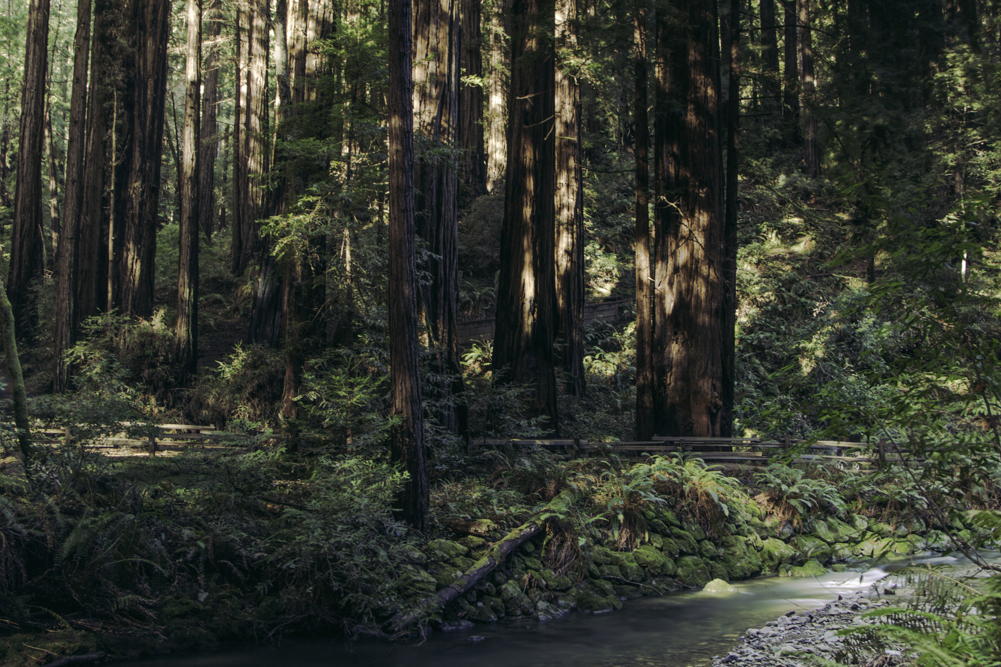 Canon EOS 750D (EOS Rebel T6i / EOS Kiss X8i) sample photo. This photo was taken in john muir woods near san fransisco. photography