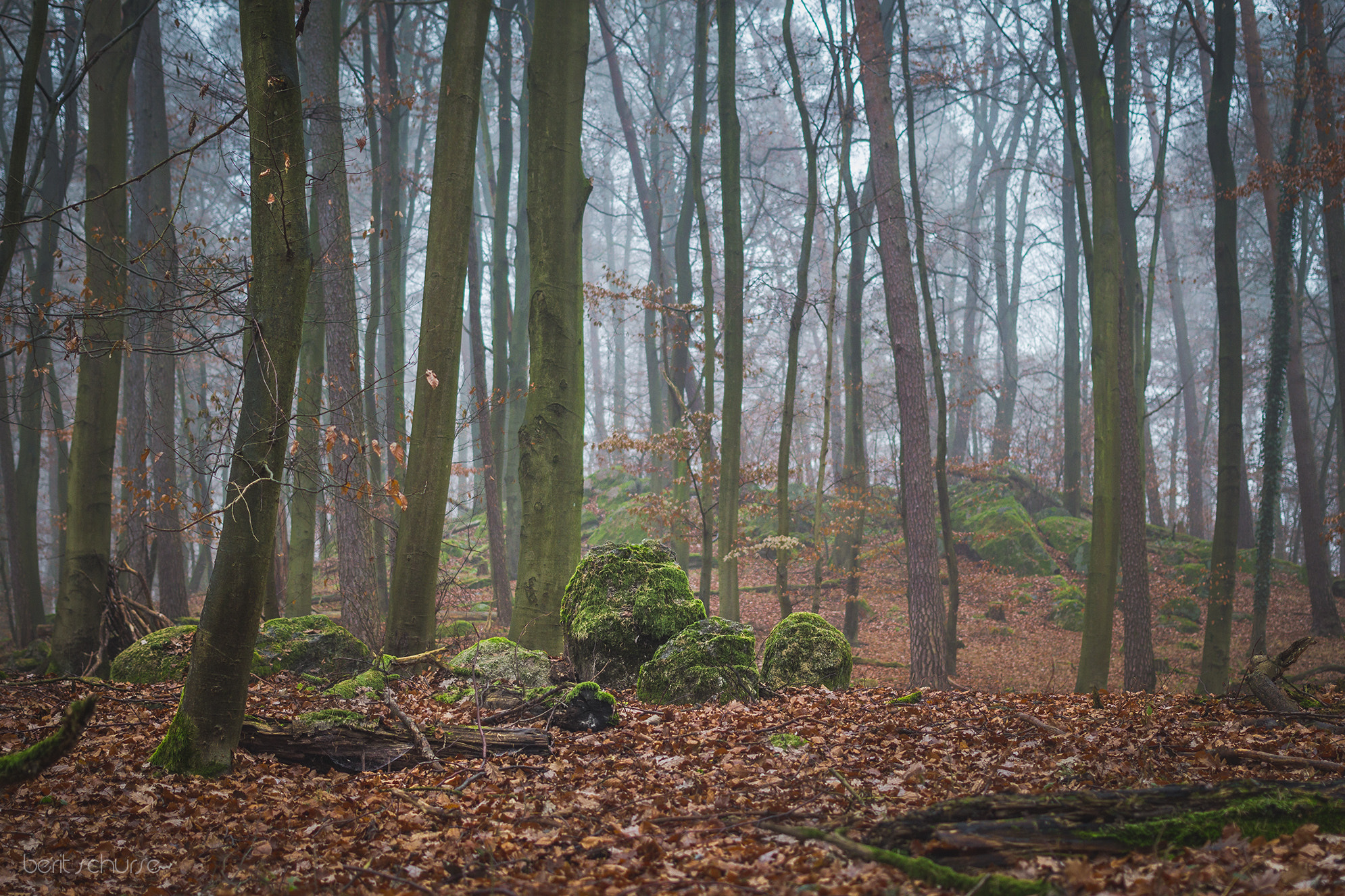 Canon EOS 60D + Canon EF 40mm F2.8 STM sample photo. In the forest ii photography
