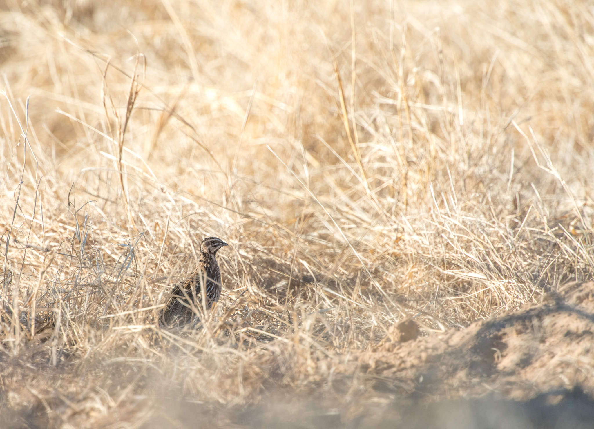 Nikon D810 + Nikon AF-S Nikkor 400mm F2.8E FL ED VR sample photo. Hide between the bushes photography