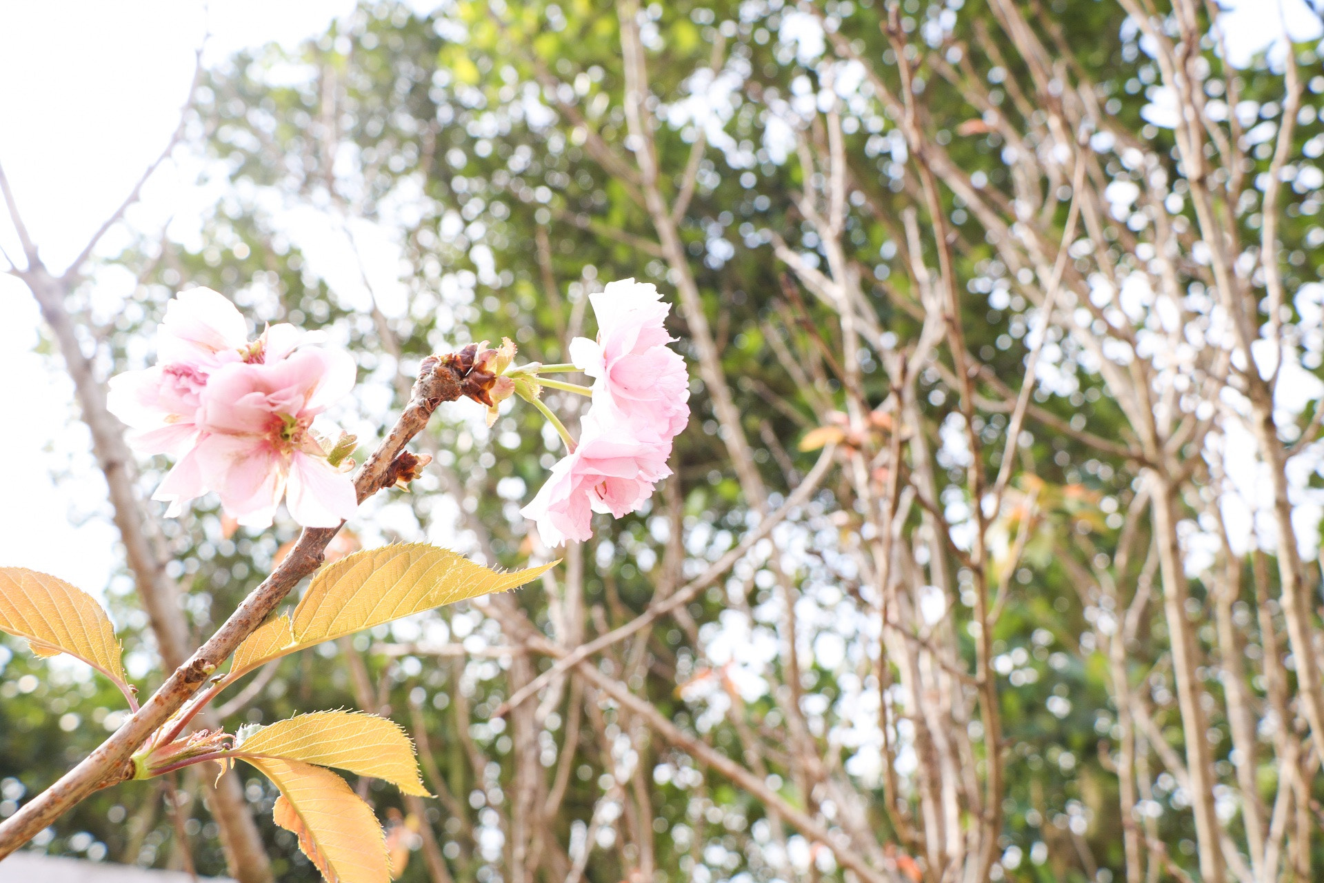 Canon EOS 760D (EOS Rebel T6s / EOS 8000D) sample photo. Sakura photography