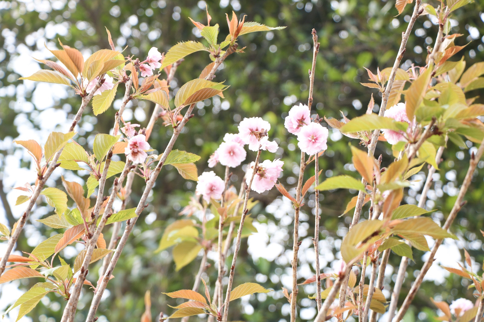 Canon EOS 760D (EOS Rebel T6s / EOS 8000D) sample photo. Sakura photography