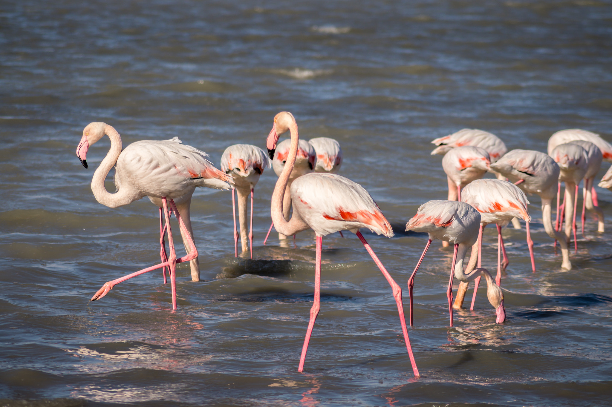 Sony DT 55-200mm F4-5.6 SAM sample photo. Flamingos photography