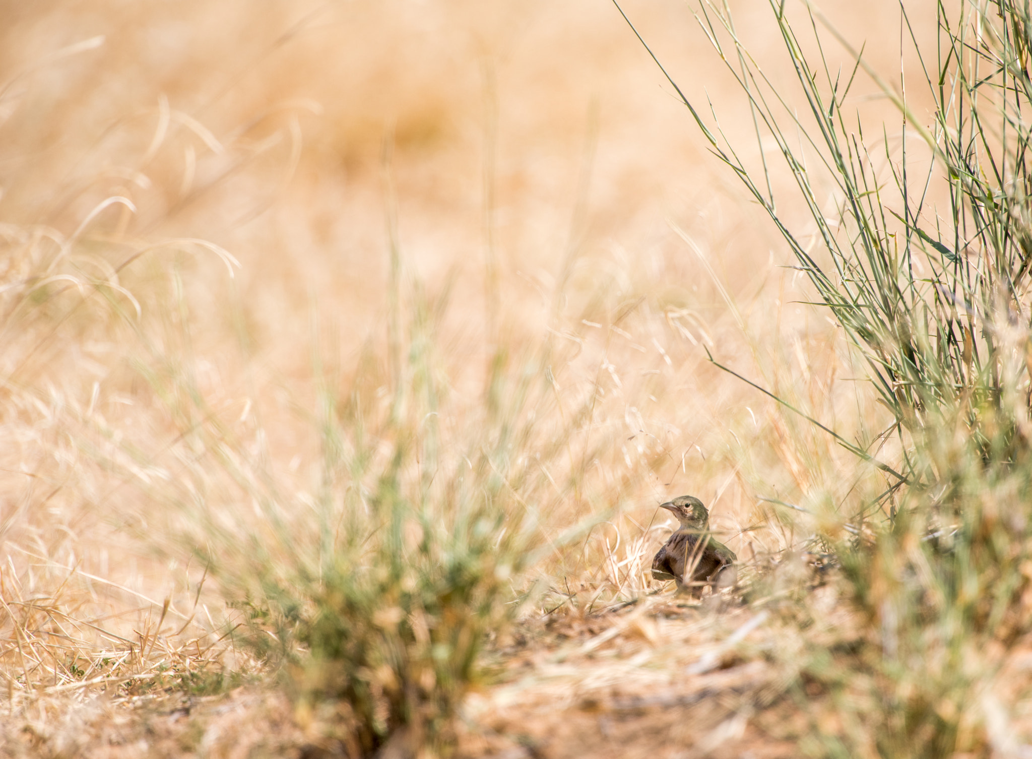 Nikon D810 + Nikon AF-S Nikkor 400mm F2.8E FL ED VR sample photo. Hide between the bushes photography