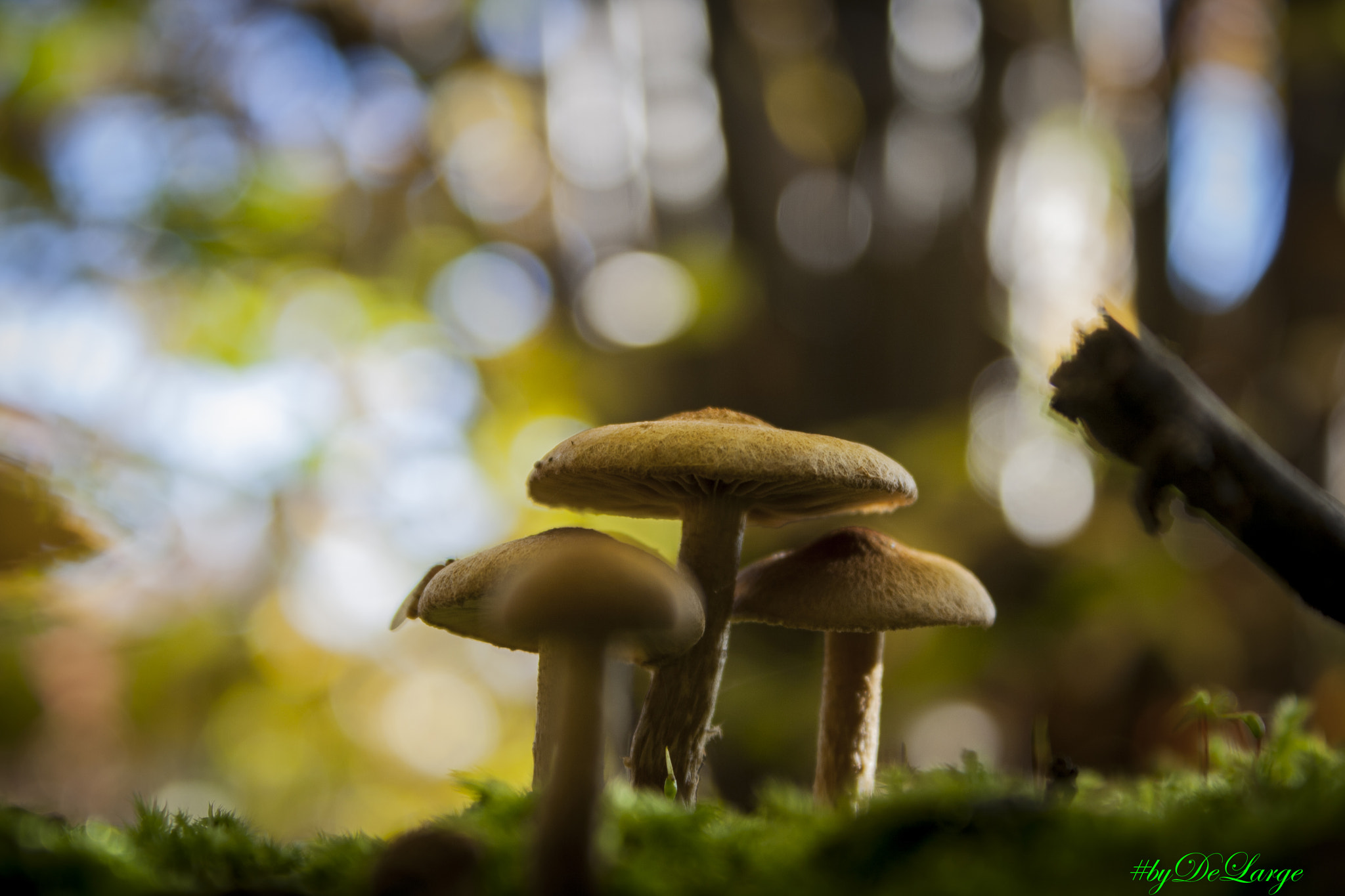 Canon EF-S 18-55mm F3.5-5.6 IS sample photo. Little big mushroom photography