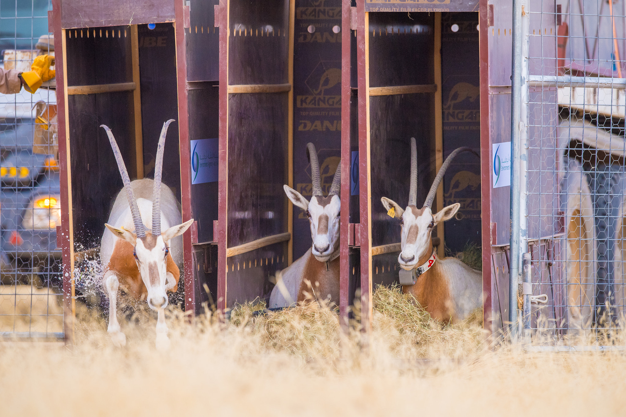 Nikon D5 + Nikon AF-S Nikkor 400mm F2.8E FL ED VR sample photo. Releasing the scimitar horned oryx in to the wild photography