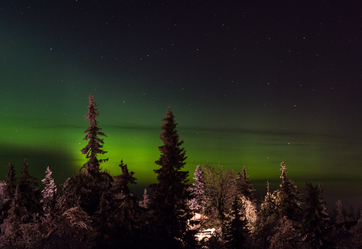 Canon EOS 70D + Canon EF 40mm F2.8 STM sample photo. Norrksken-granar photography