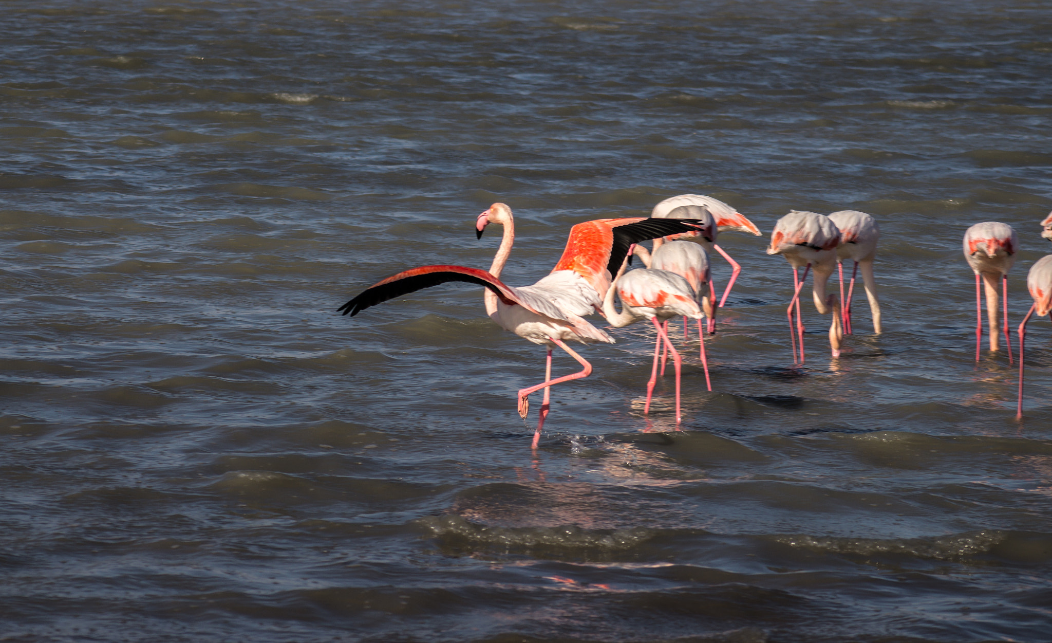 Sony DT 55-200mm F4-5.6 SAM sample photo. Flamingos photography