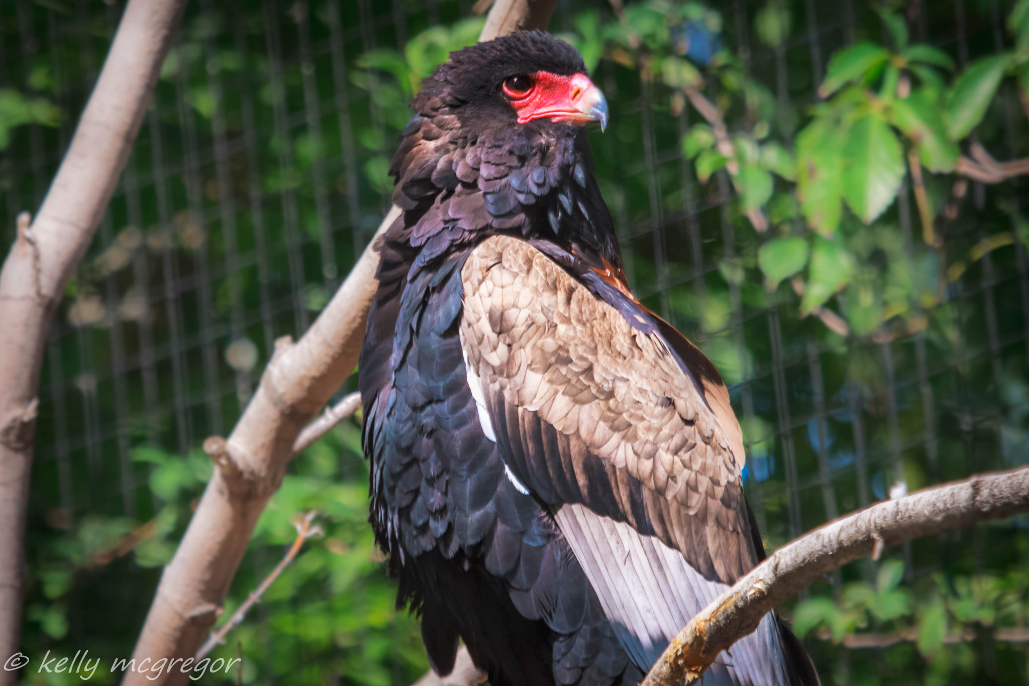 Canon EOS 50D + Canon EF 100-400mm F4.5-5.6L IS USM sample photo. Red beak  photography