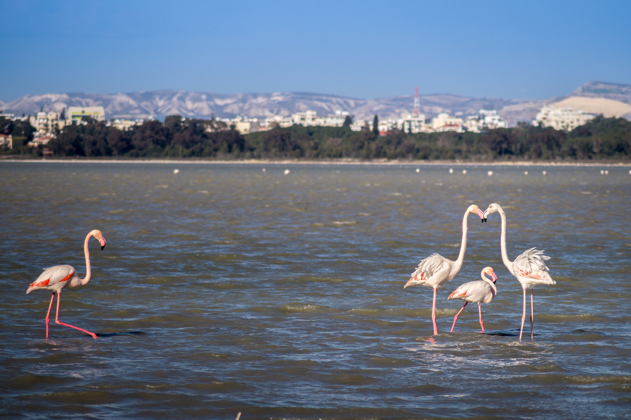 Sony DT 55-200mm F4-5.6 SAM sample photo. Flamingos photography