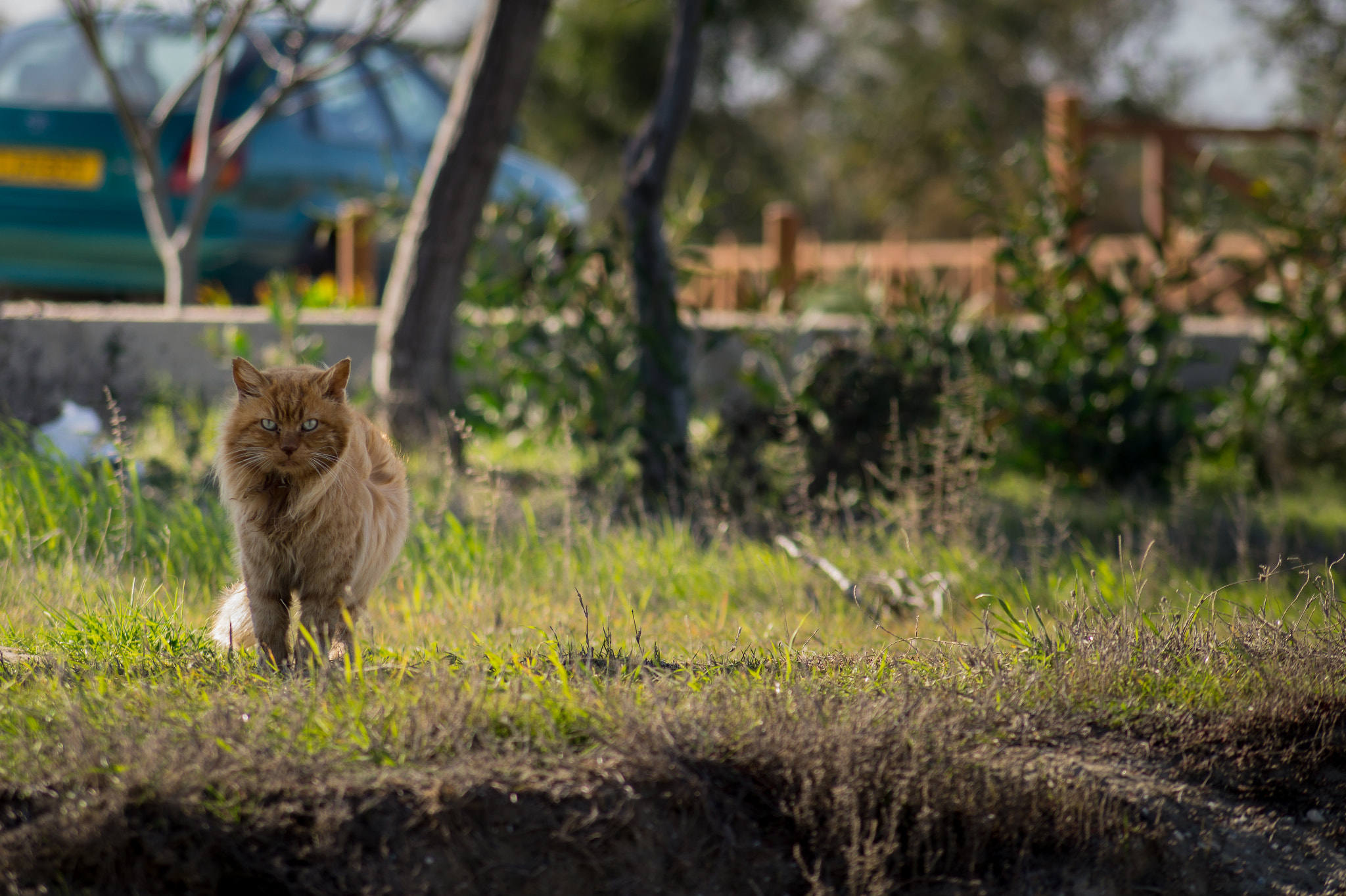 Sony SLT-A58 + Sony DT 55-200mm F4-5.6 SAM sample photo. Cat looking for flamingos... photography