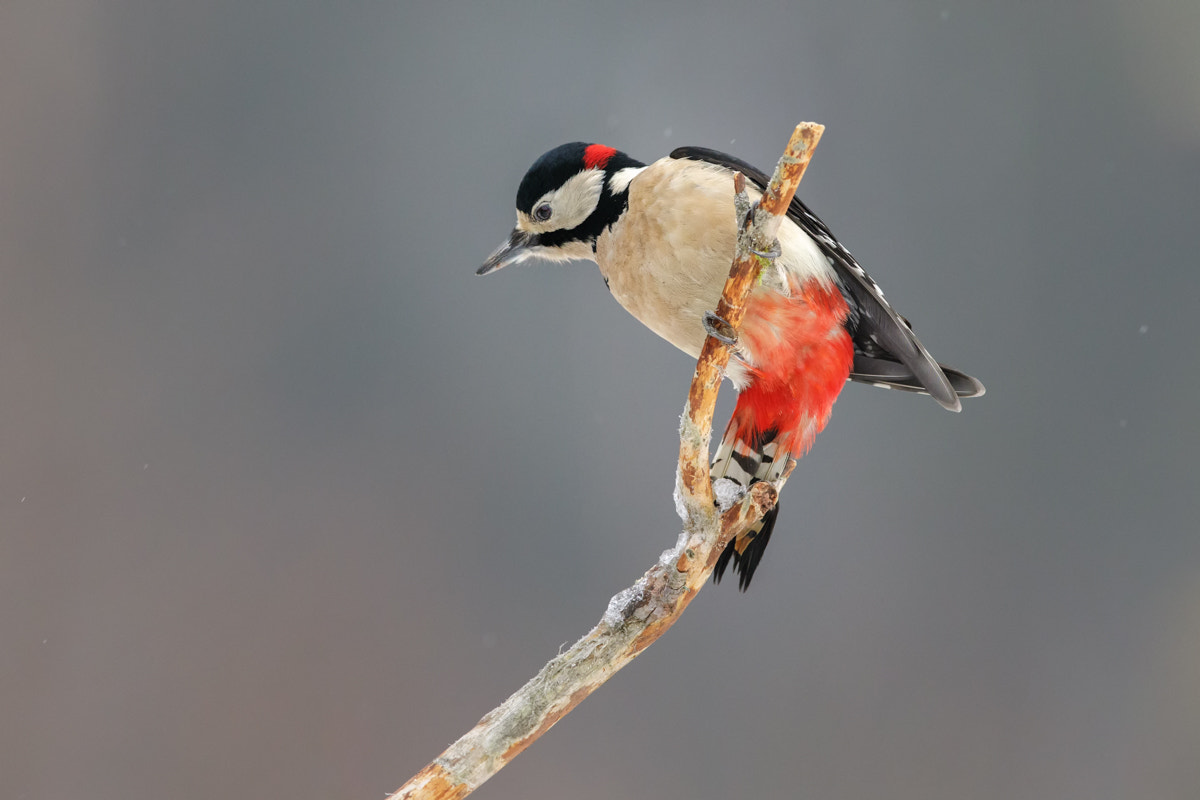 Canon EF 400mm F2.8L IS II USM sample photo. Great woodpecker photography