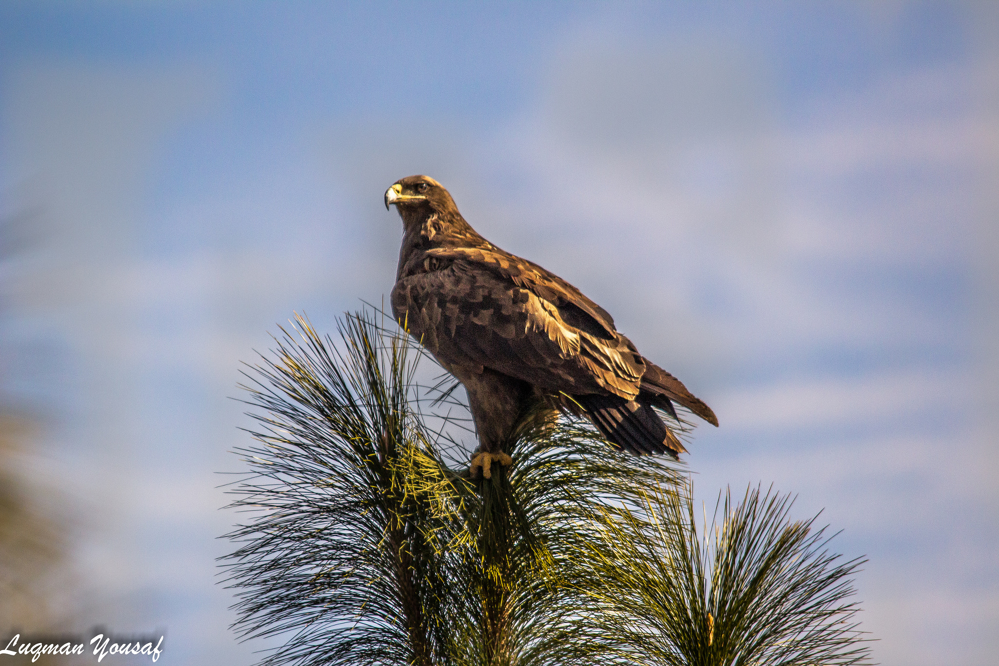Sigma 150-500mm F5-6.3 DG OS HSM sample photo. Imperial eagle photography