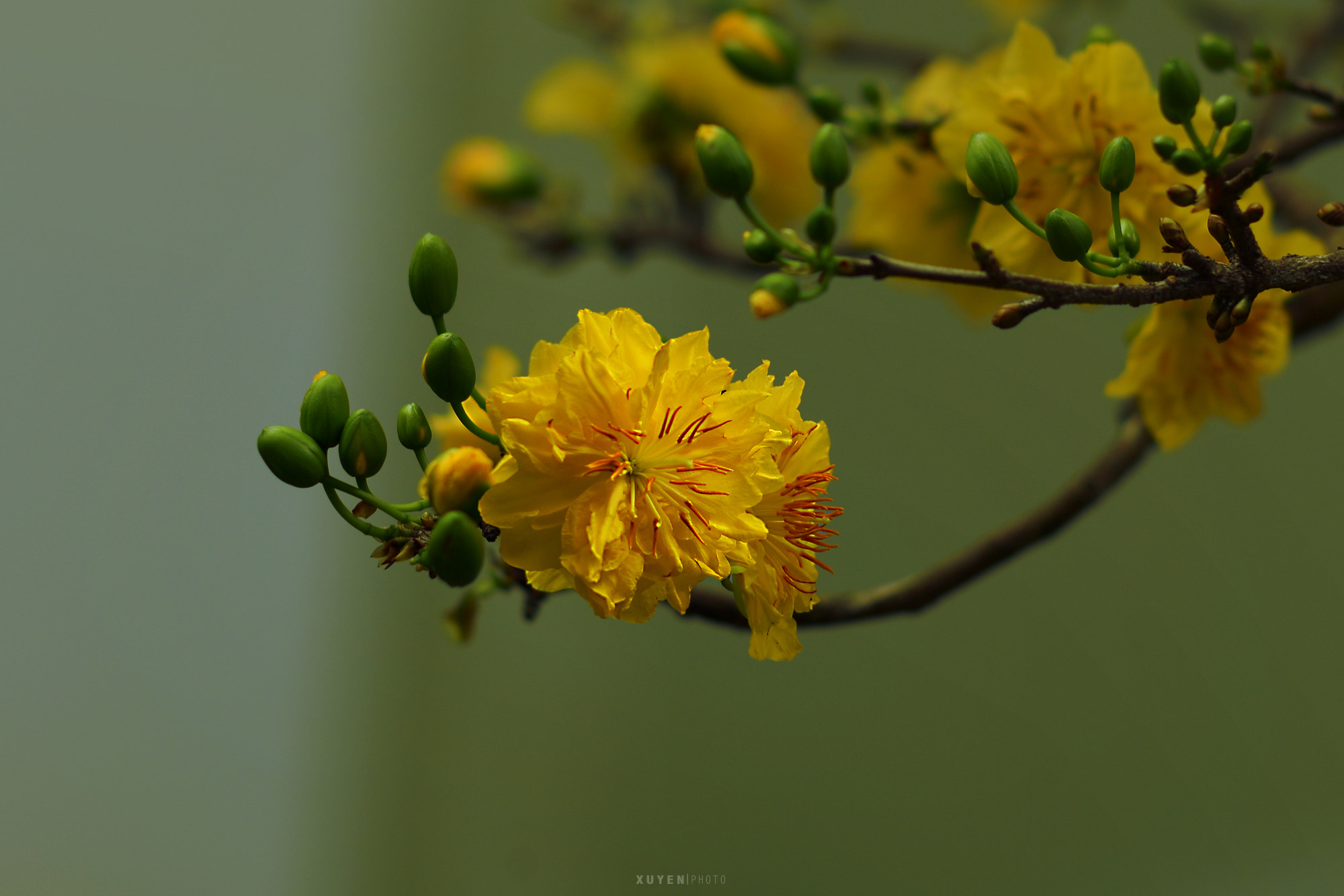 Nikon D600 + AF-S DX Zoom-Nikkor 18-55mm f/3.5-5.6G ED sample photo. Spring flower photography