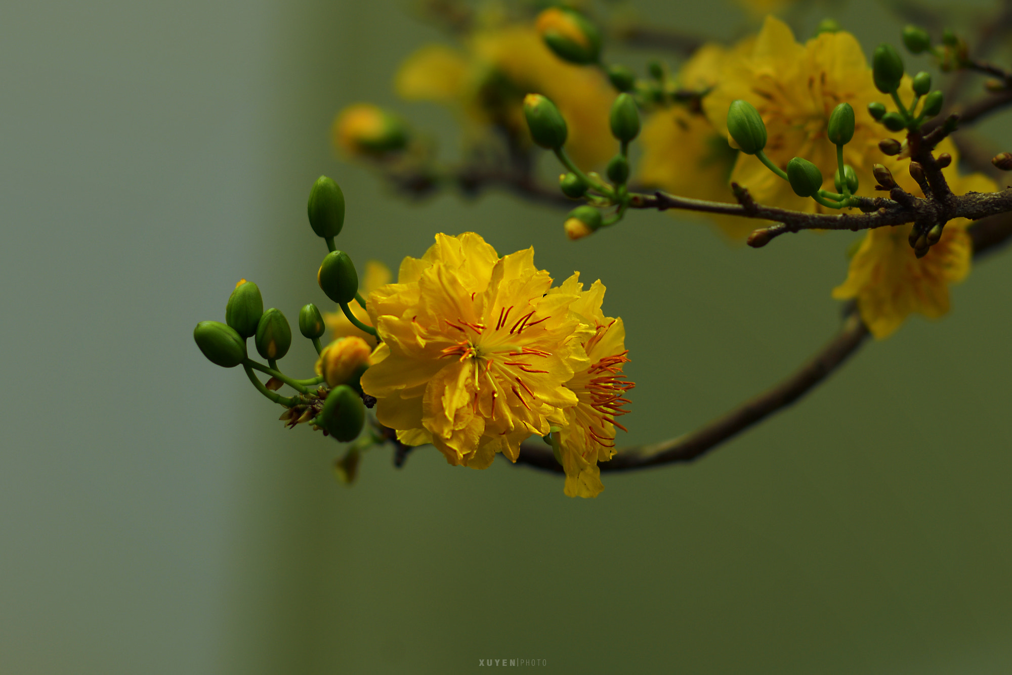 Nikon D600 sample photo. Spring flower photography