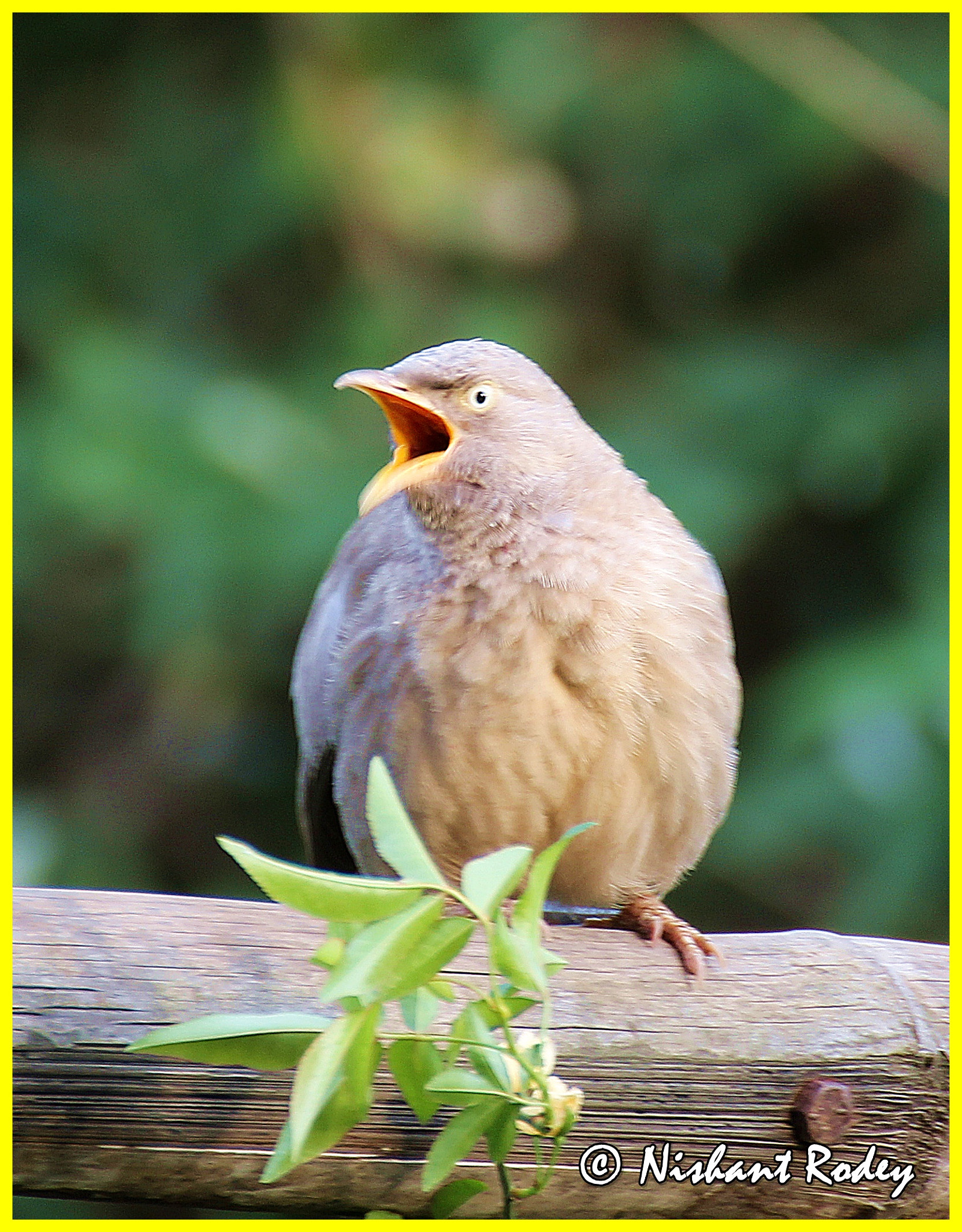 Tamron SP 35mm F1.8 Di VC USD sample photo. Angry bird.... photography