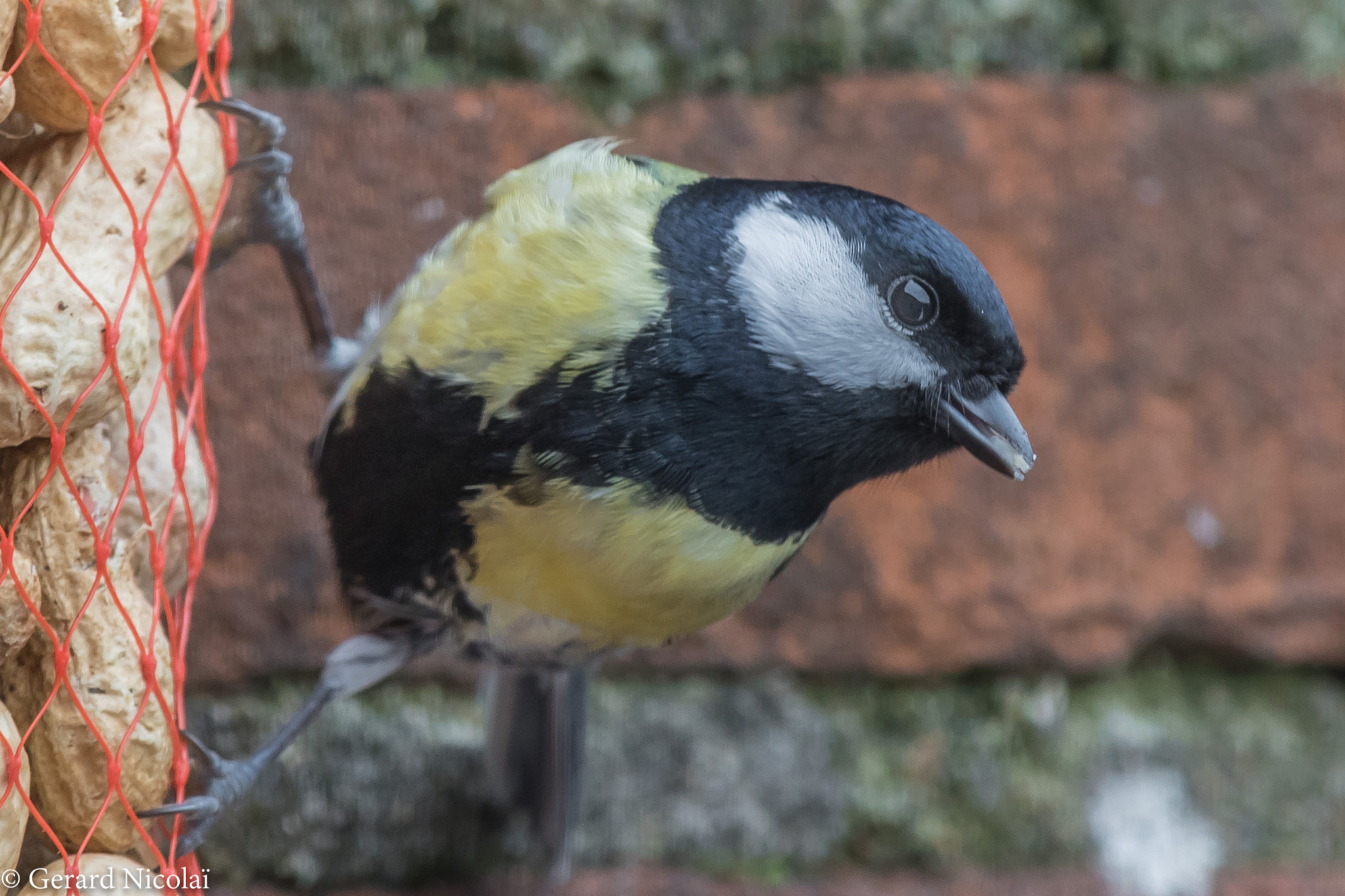 Canon EF 300mm F2.8L IS USM sample photo. Great tit feeding on peanuts photography