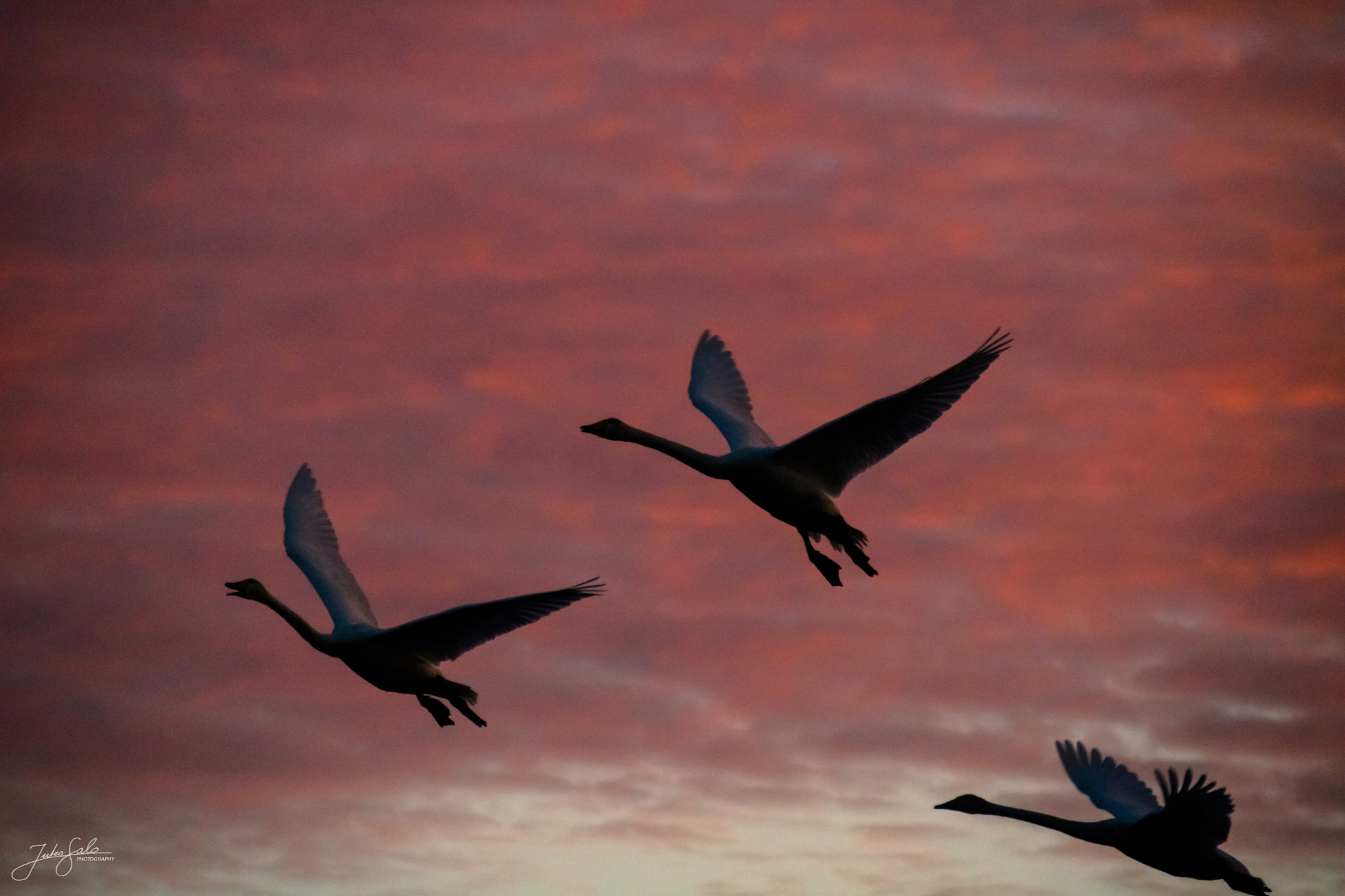 Canon EOS 760D (EOS Rebel T6s / EOS 8000D) + Canon EF 75-300mm F4.0-5.6 IS USM sample photo. Whooper swans last evening flight. photography