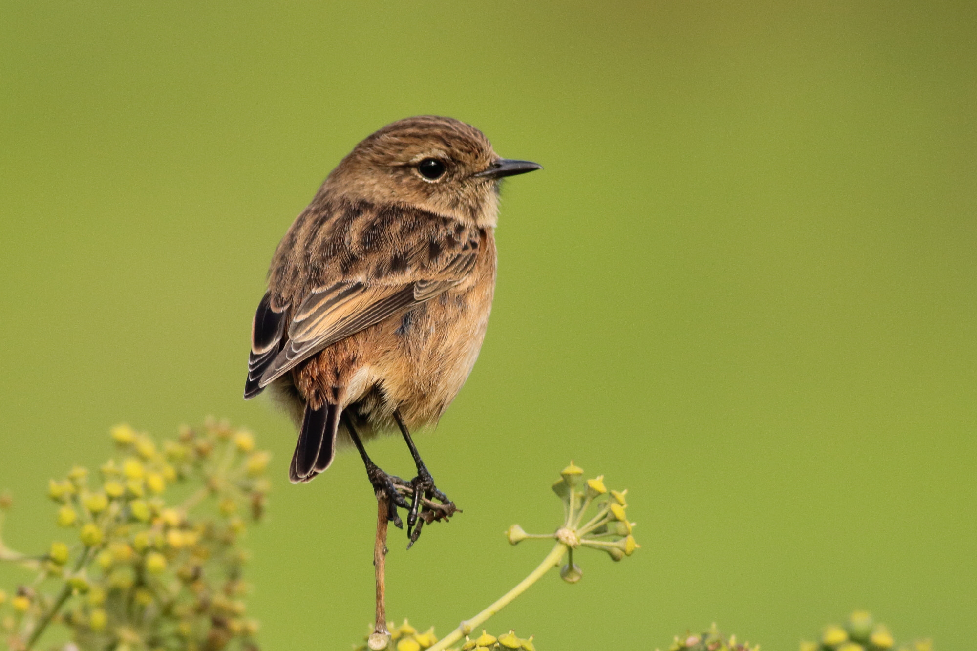 Canon EOS 1100D (EOS Rebel T3 / EOS Kiss X50) + Canon EF 400mm F5.6L USM sample photo. African stonechat (saxicola torquatus) photography