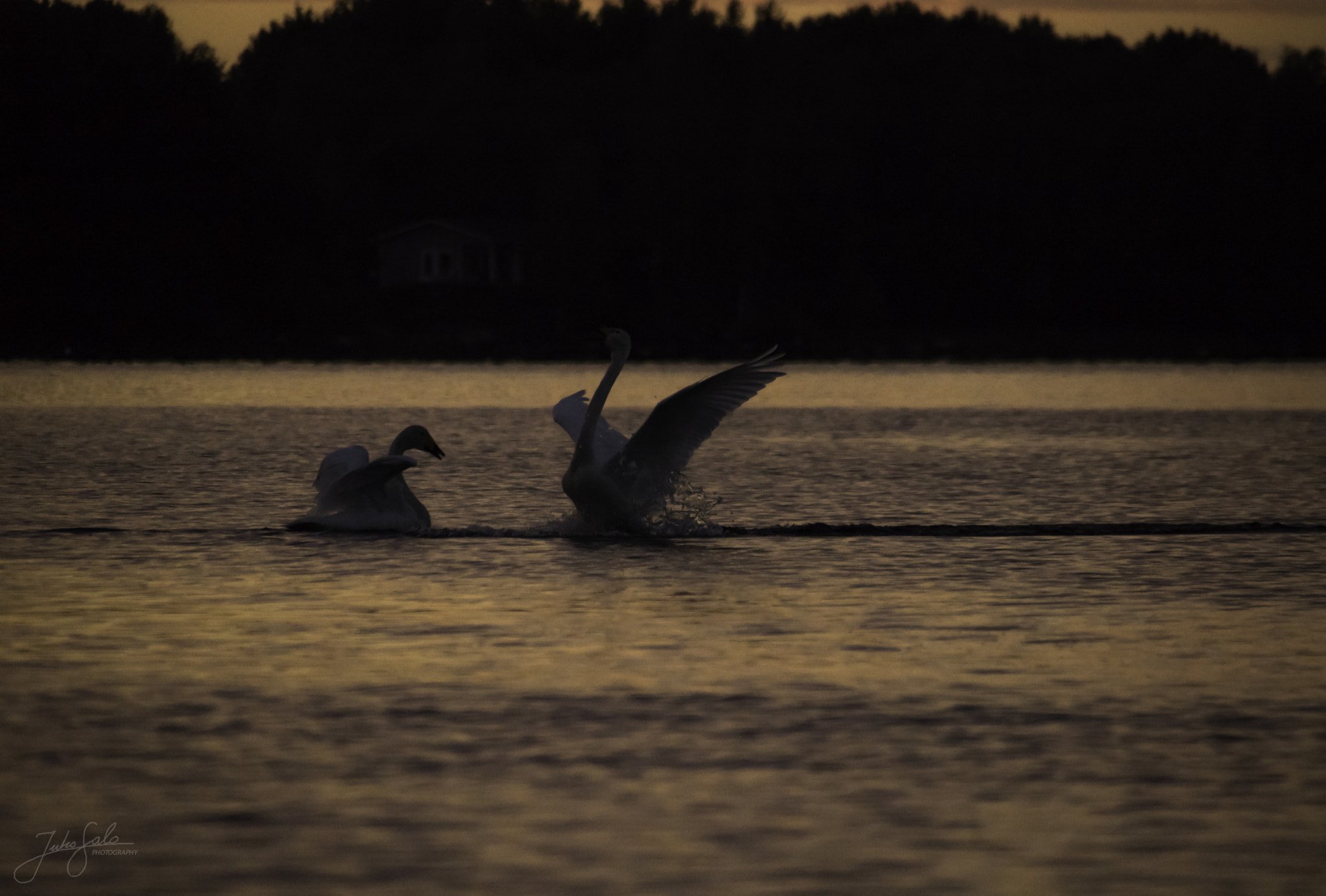 Canon EOS 760D (EOS Rebel T6s / EOS 8000D) + Canon EF 75-300mm F4.0-5.6 IS USM sample photo. Whooper swans and summer night. photography