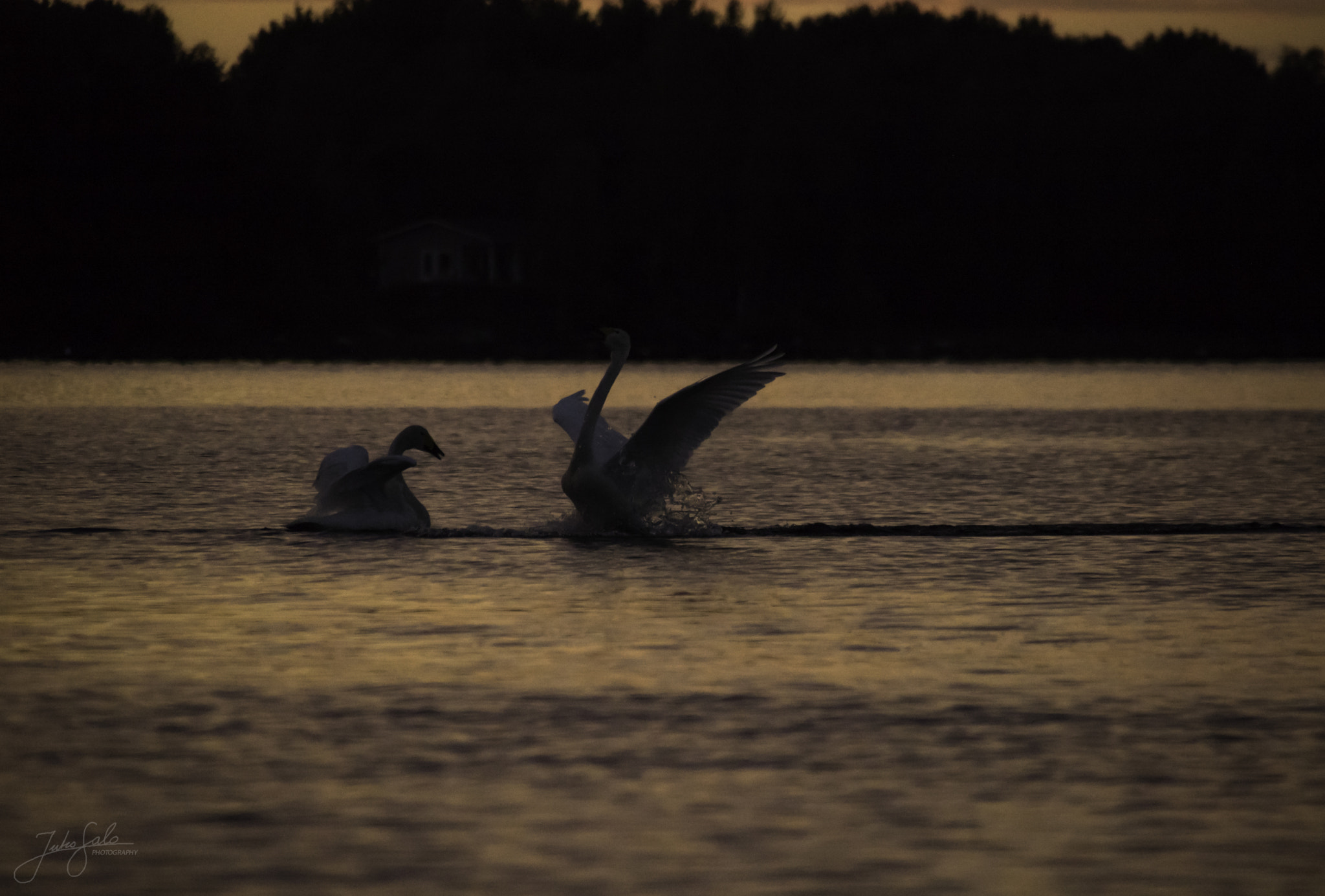Canon EF 75-300mm F4.0-5.6 IS USM sample photo. Whooper swans and summer night. photography