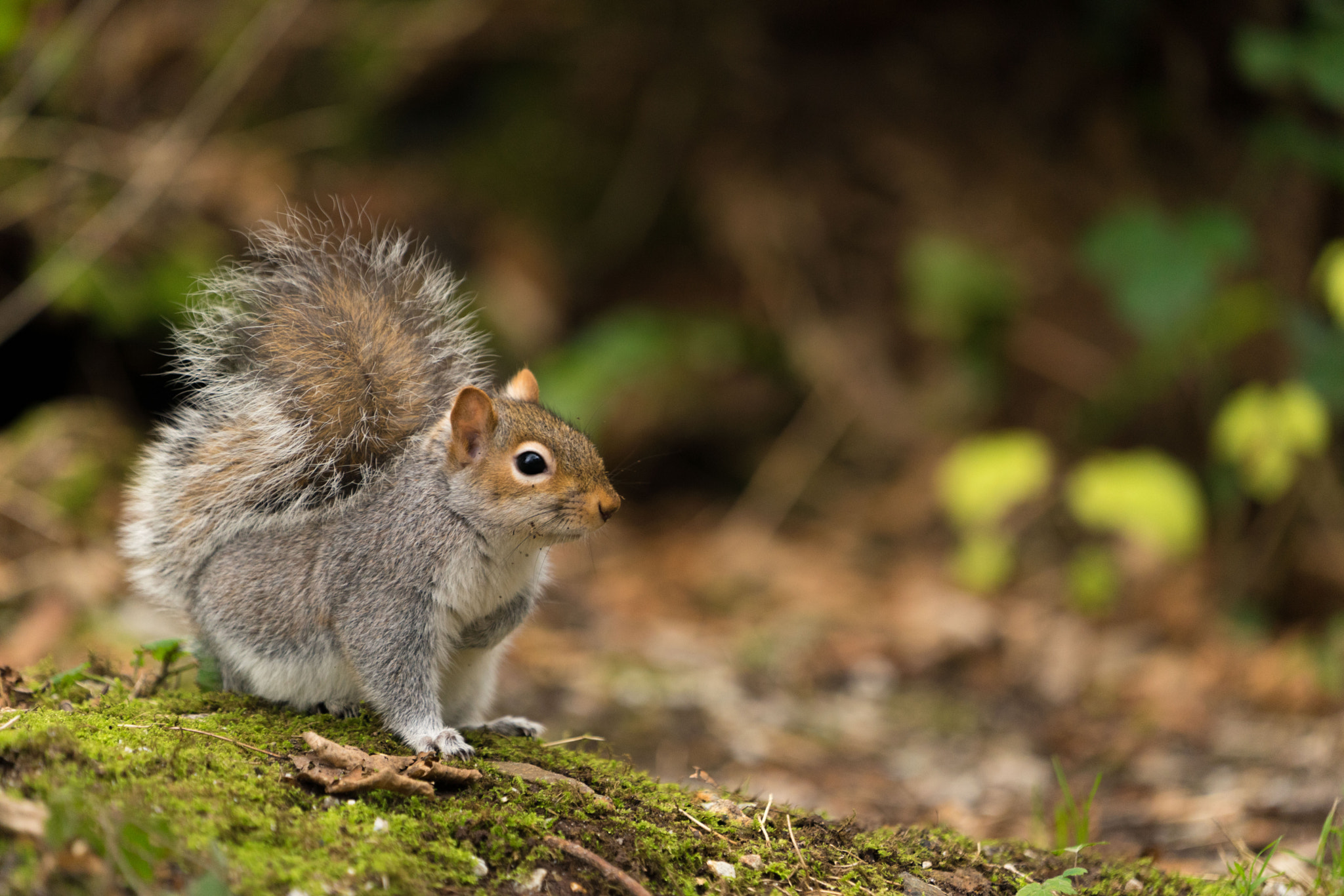 Sony a7R + Sony FE 70-200mm F4 G OSS sample photo. A walk on the wild side 2 photography