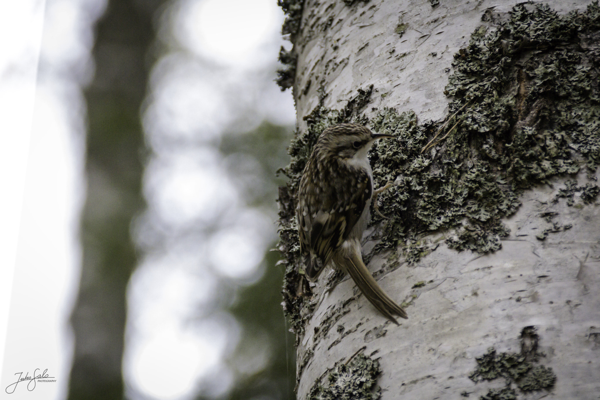 Canon EF 75-300mm F4.0-5.6 IS USM sample photo. Treecreeper climbing. photography