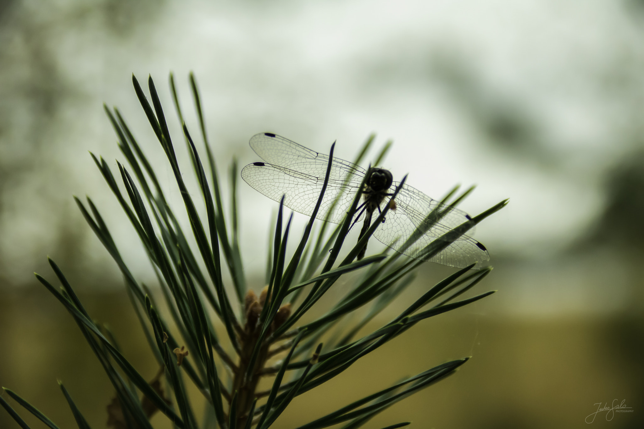 Canon EOS 760D (EOS Rebel T6s / EOS 8000D) + Canon EF 75-300mm F4.0-5.6 IS USM sample photo. Dragonfly on a pine needles. photography