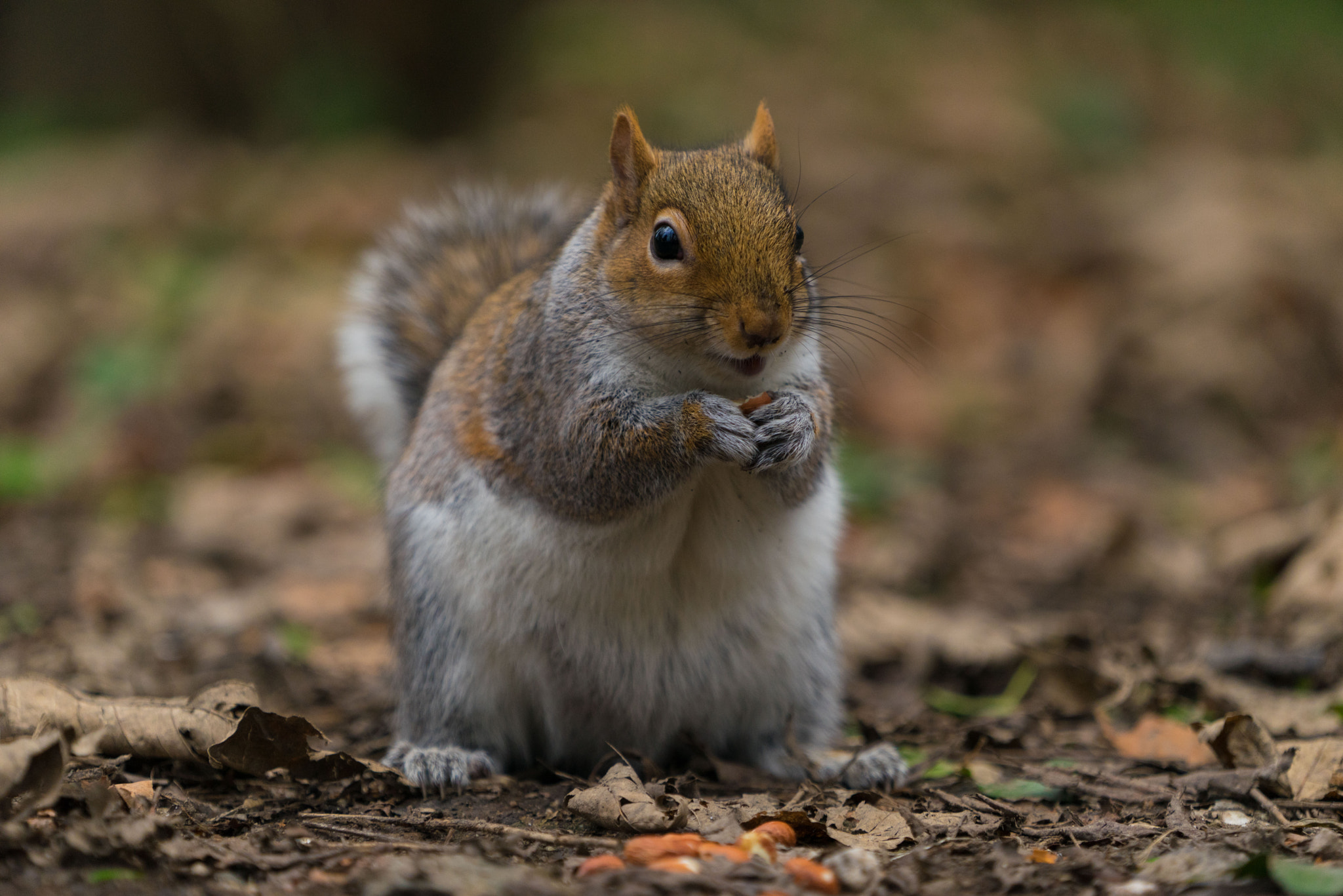 Sony a7R + Sony FE 70-200mm F4 G OSS sample photo. A walk on the wild side 4 photography