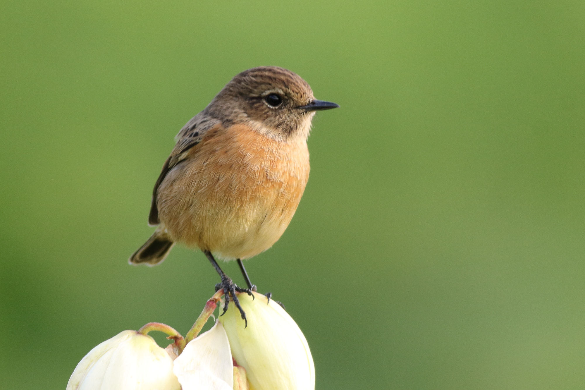 Canon EOS 1100D (EOS Rebel T3 / EOS Kiss X50) + Canon EF 400mm F5.6L USM sample photo. African stonechat (saxicola torquatus) photography