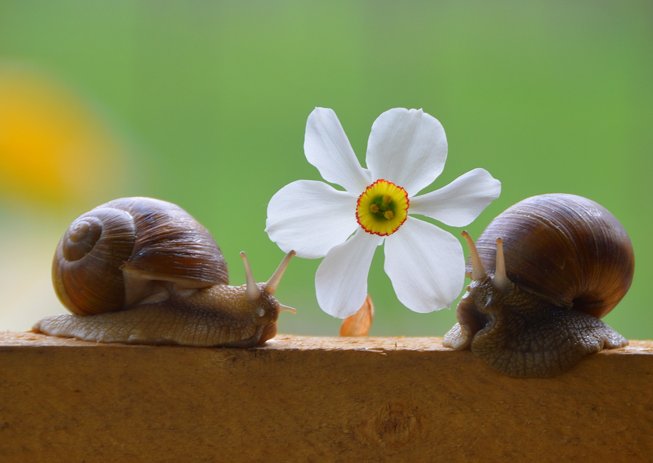 Nikon D3200 sample photo. Spring surprise photography