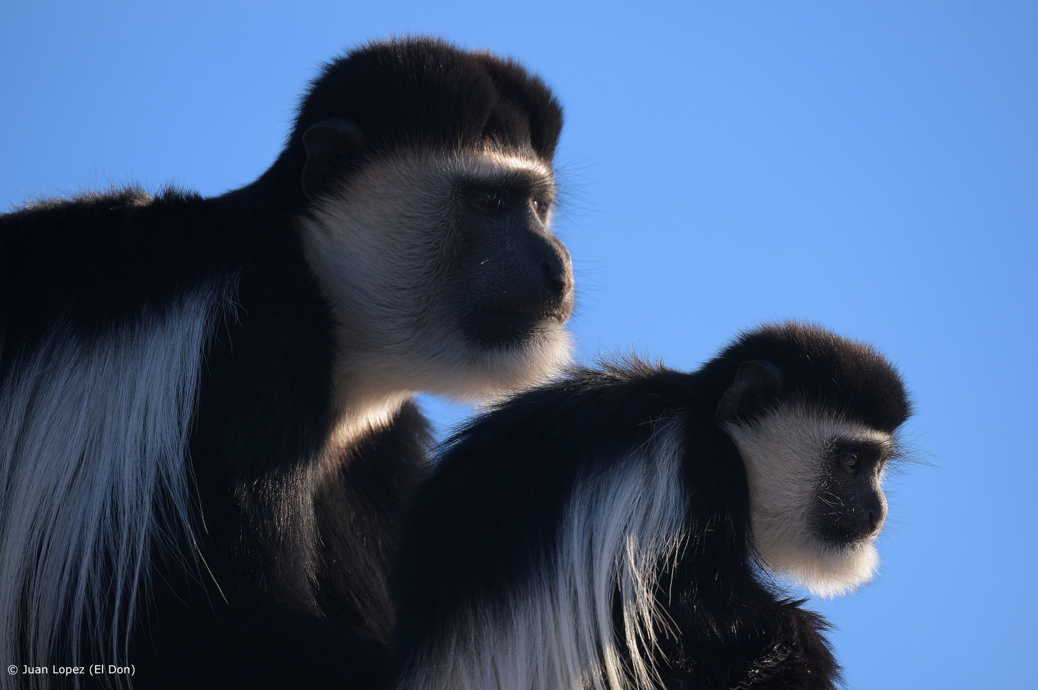 Sigma 150-600mm F5-6.3 DG OS HSM | S sample photo. Monkey photography