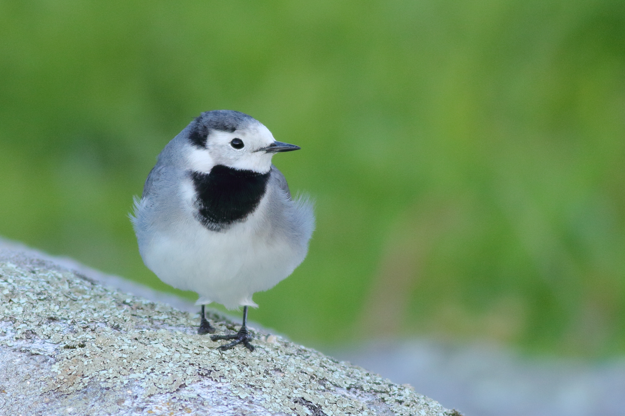 Canon EOS 1100D (EOS Rebel T3 / EOS Kiss X50) + Canon EF 400mm F5.6L USM sample photo. White wagtail (motacilla alba) photography