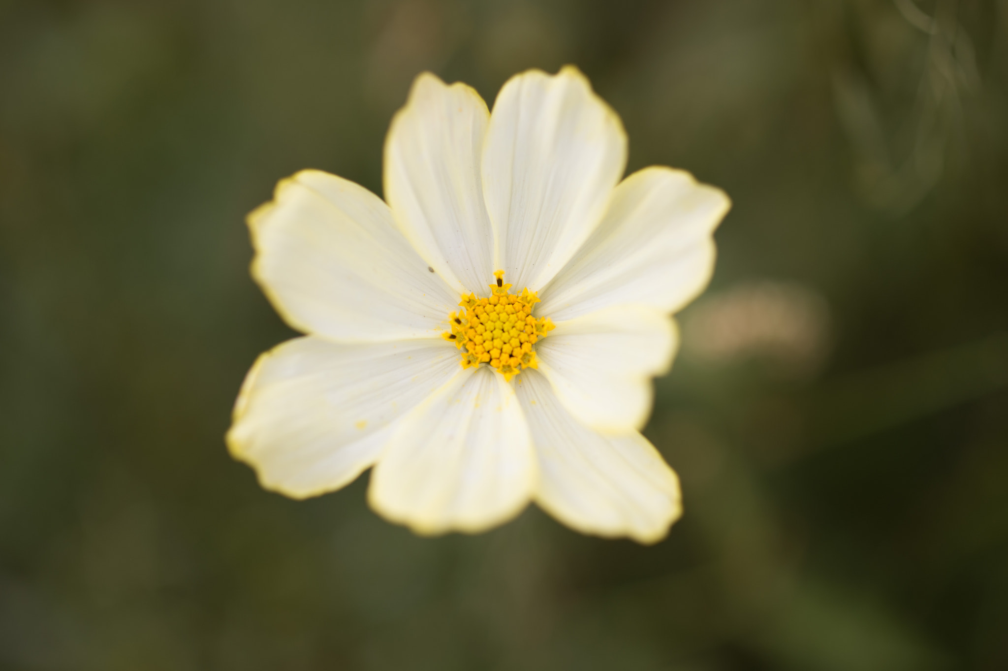 Nikon Df + ZEISS Makro-Planar T* 50mm F2 sample photo. 大波斯菊2.jpg photography