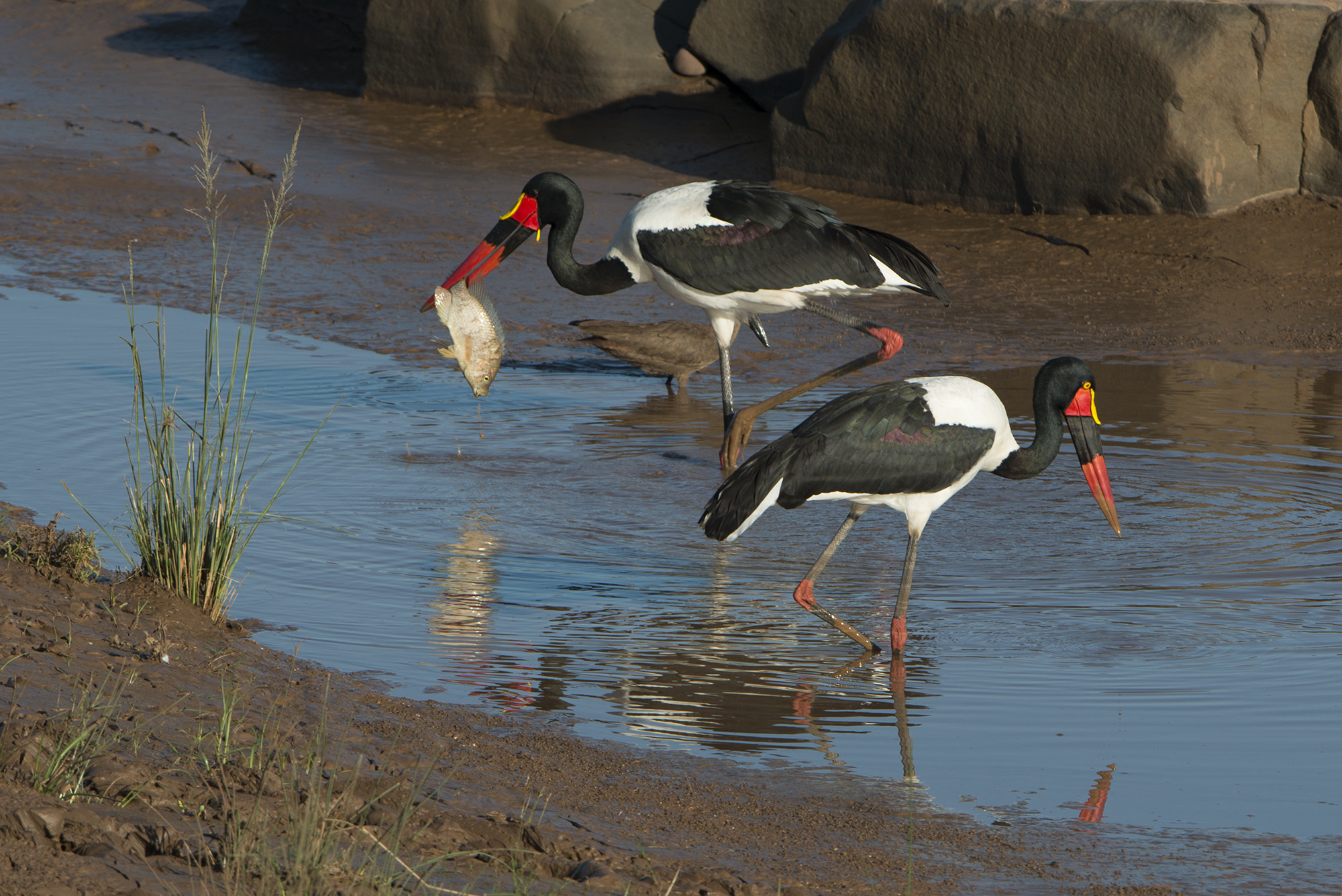 Nikon D800 + Nikon AF-S Nikkor 600mm F4G ED VR sample photo. Saddle-billed stork catches a fish photography