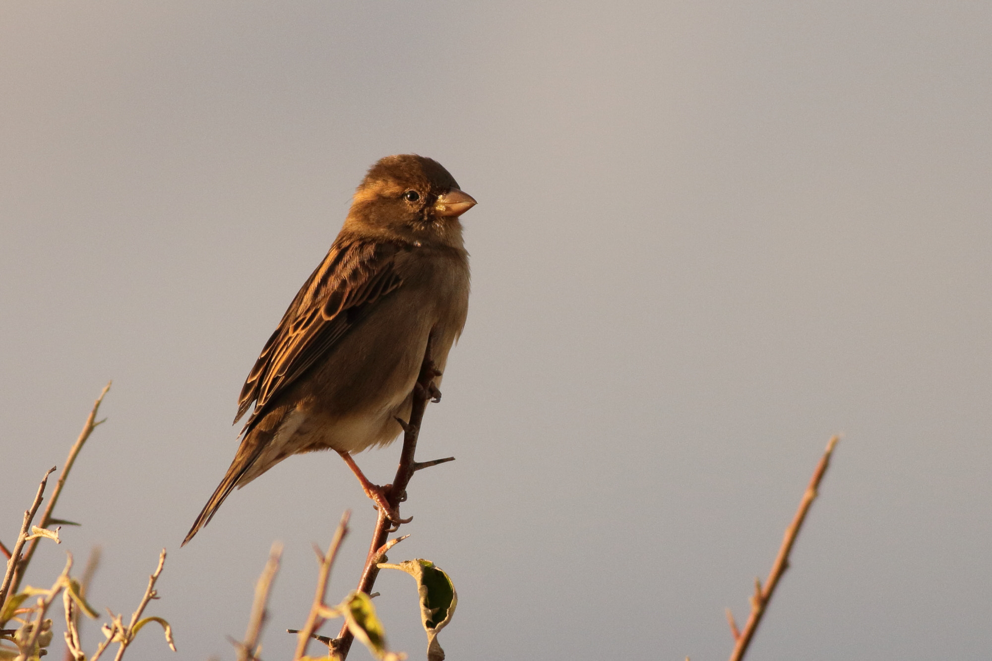 Canon EOS 1100D (EOS Rebel T3 / EOS Kiss X50) + Canon EF 400mm F5.6L USM sample photo. House sparrow (passer domesticus) photography