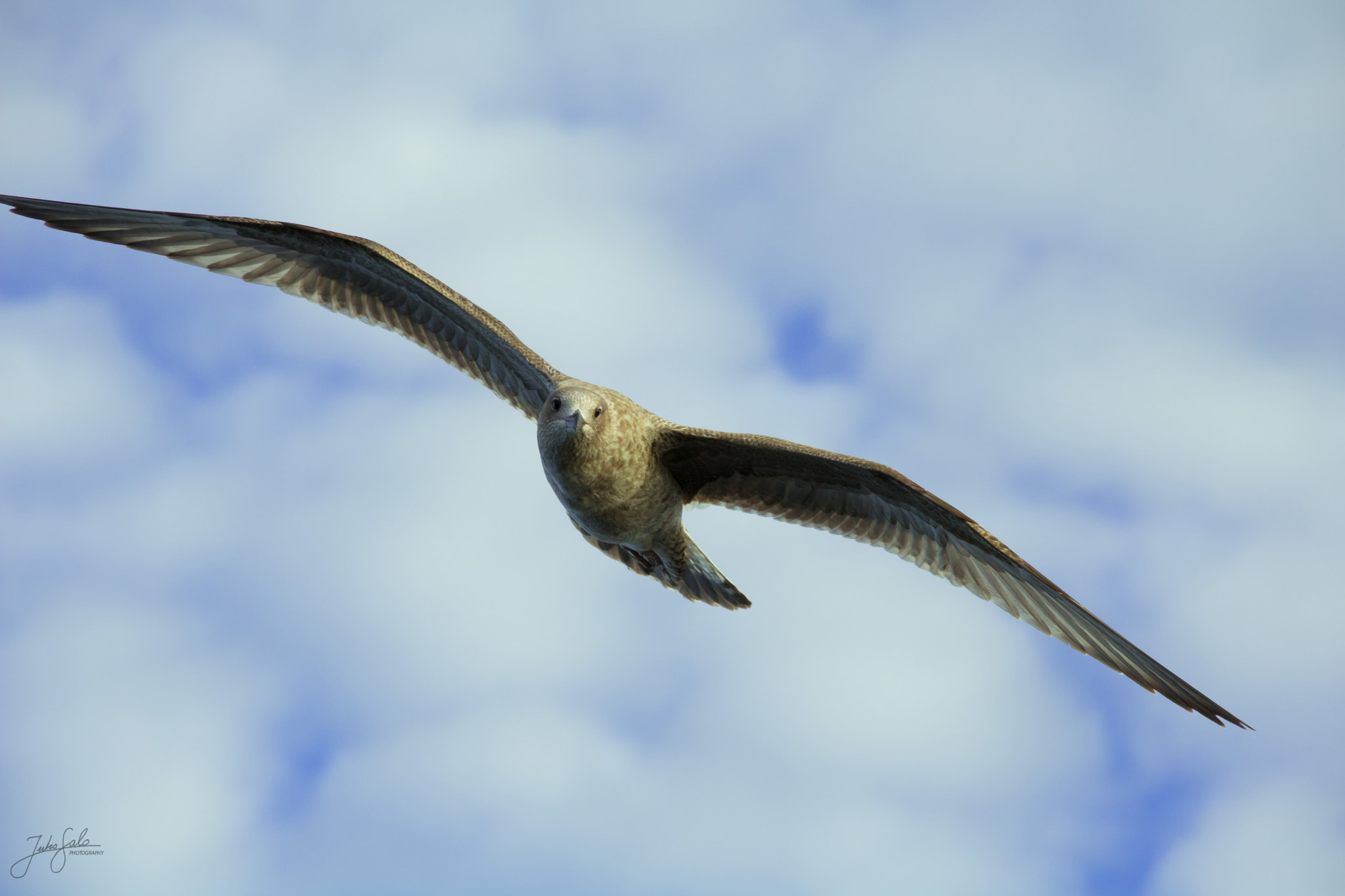 Canon EF 75-300mm F4.0-5.6 IS USM sample photo. Herring gull flying. photography