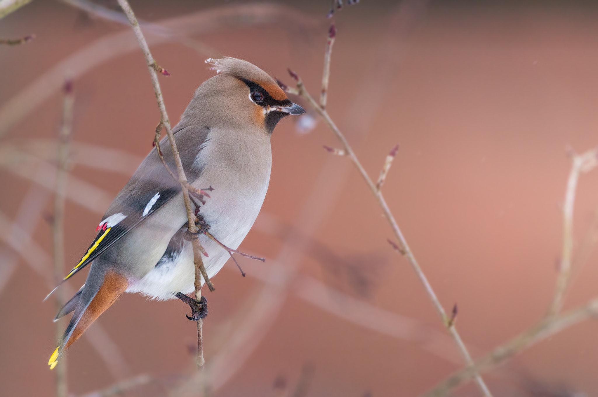 Sigma 150-600mm F5-6.3 DG OS HSM | C sample photo. Bohemian waxwing photography