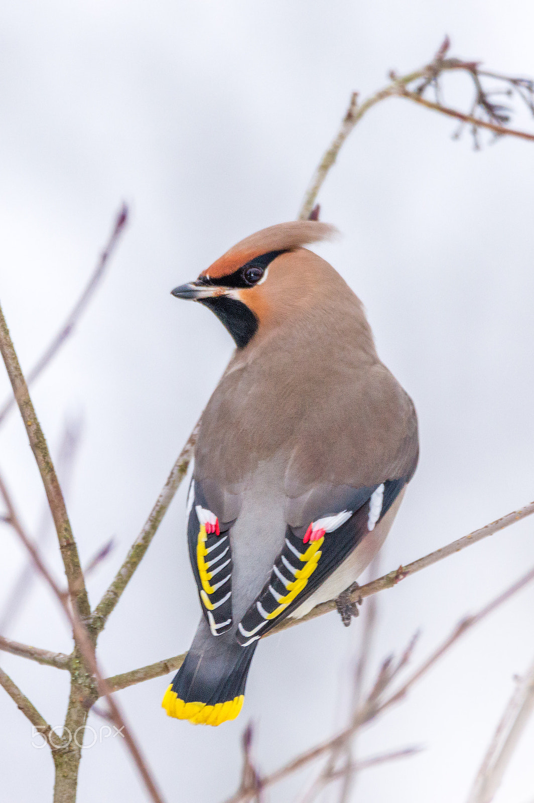 Sigma 150-600mm F5-6.3 DG OS HSM | C sample photo. Bohemian waxwing photography