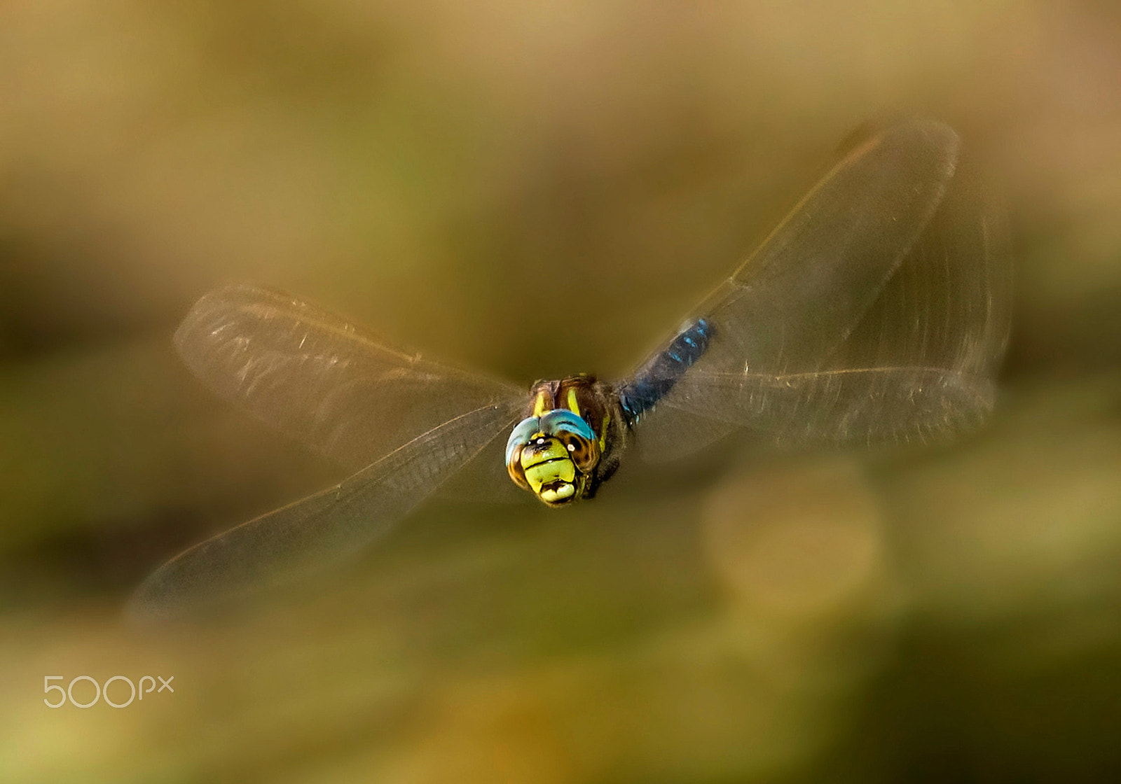 Nikon D70 sample photo. Curious photography