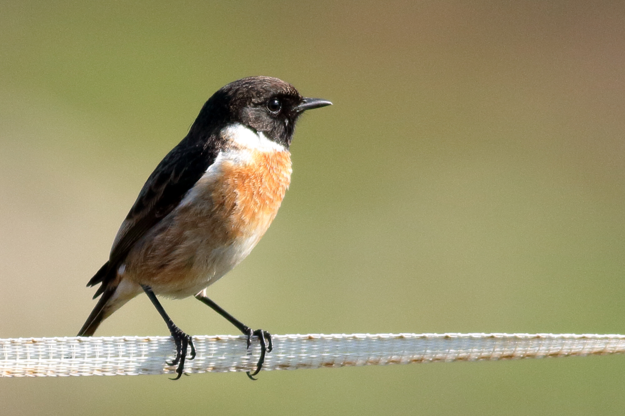 Canon EOS 1100D (EOS Rebel T3 / EOS Kiss X50) + Canon EF 400mm F5.6L USM sample photo. African stonechat (saxicola torquatus) photography