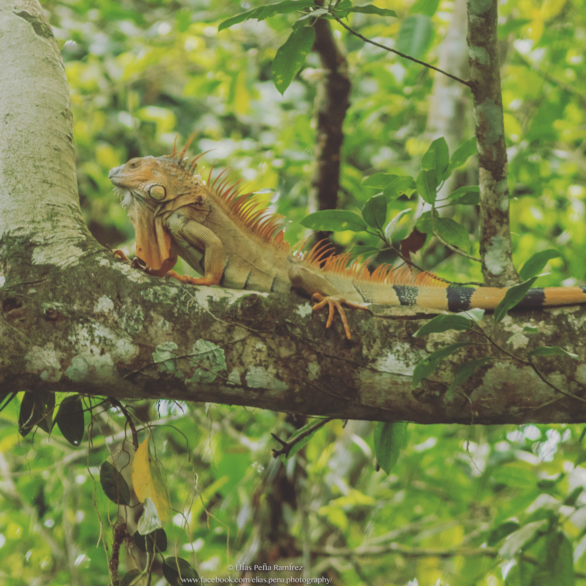 Canon EF 300mm F4L IS USM sample photo. Male green iguana  mating coloration photography