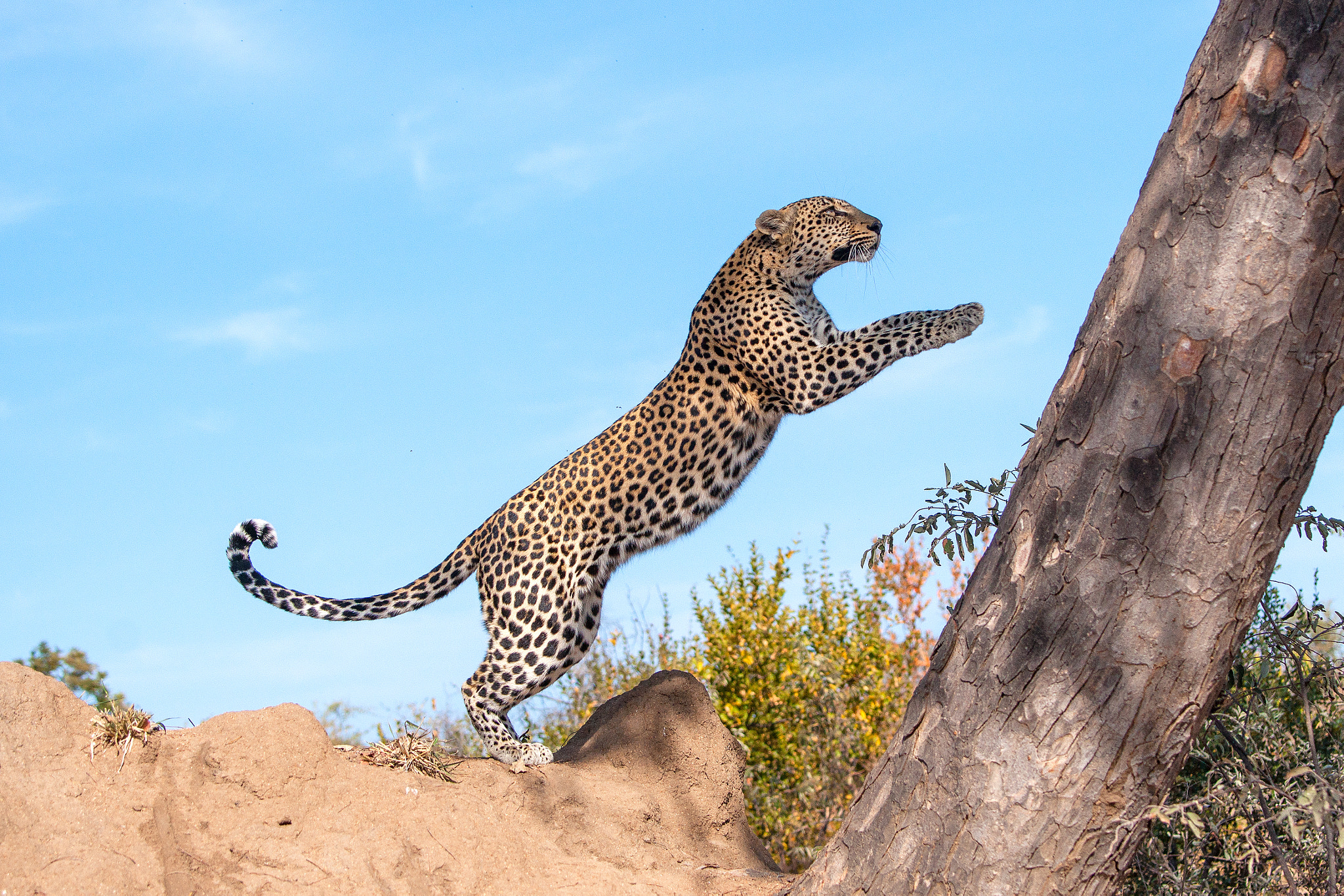 Sony Alpha DSLR-A900 sample photo. Flying leopard photography