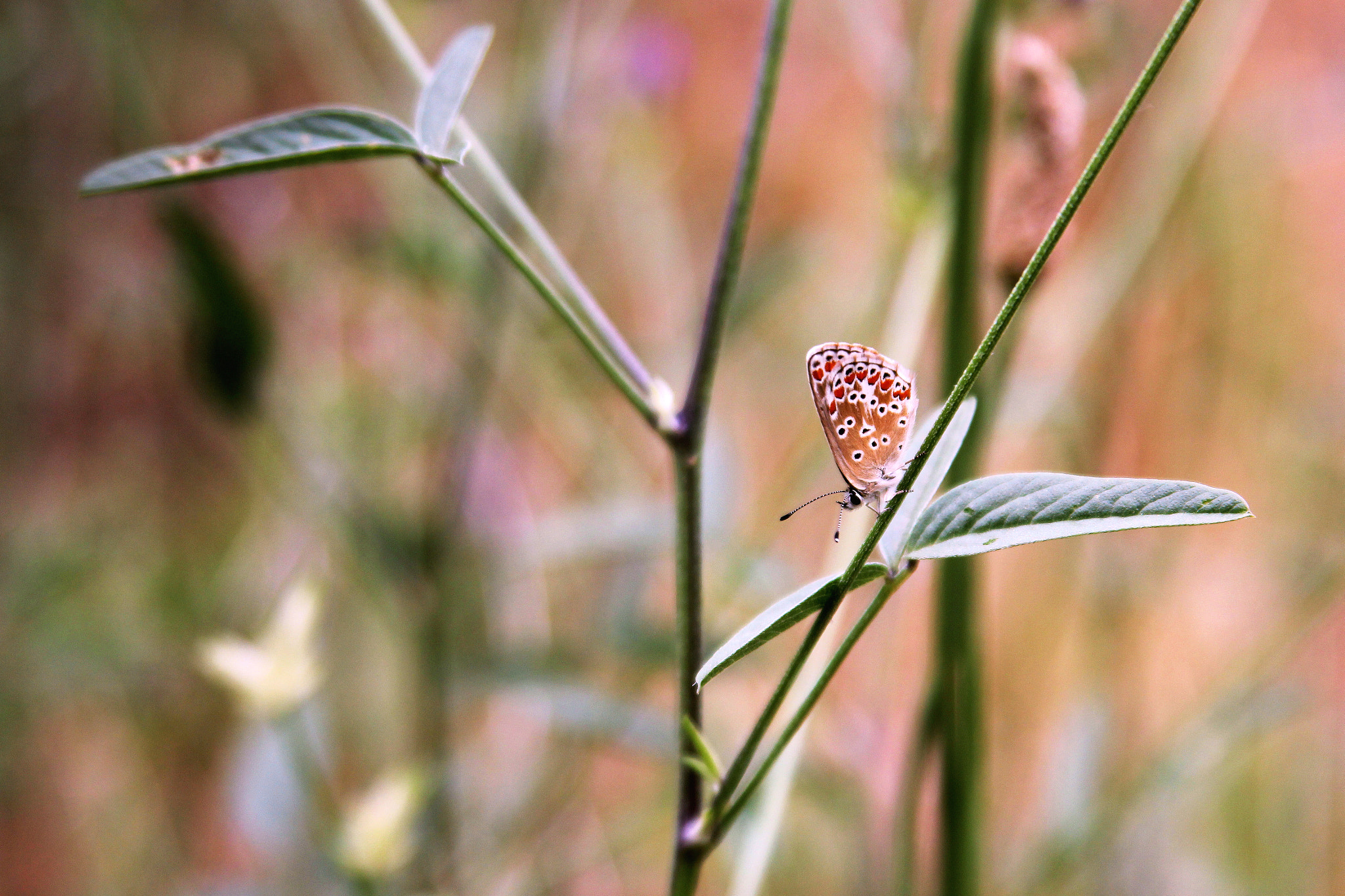 Canon EF 28-135mm F3.5-5.6 IS USM sample photo. Black dotted buterfly of provence photography