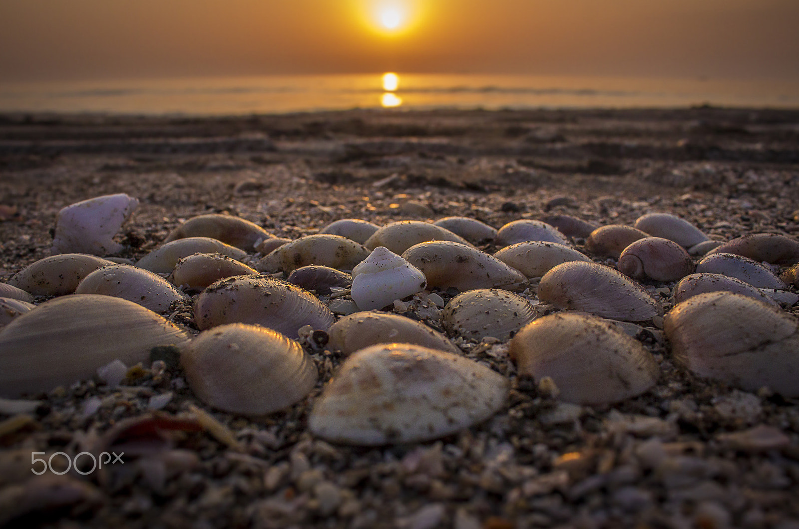 Canon EF-S 18-55mm F3.5-5.6 III sample photo. Seashells photography