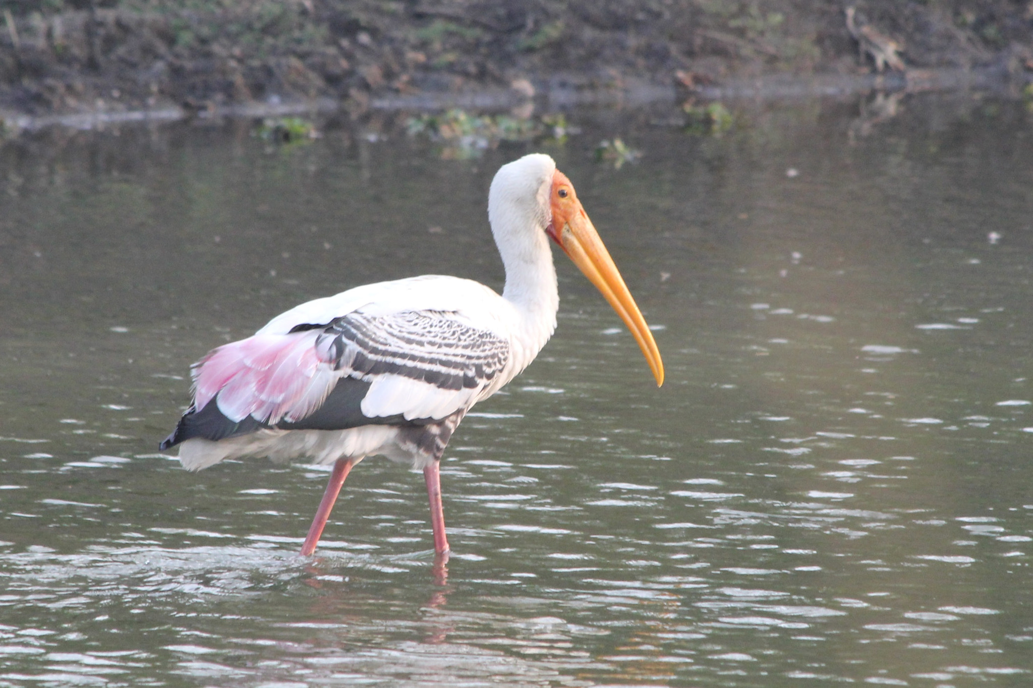 Canon EF 70-300mm F4-5.6 IS USM sample photo