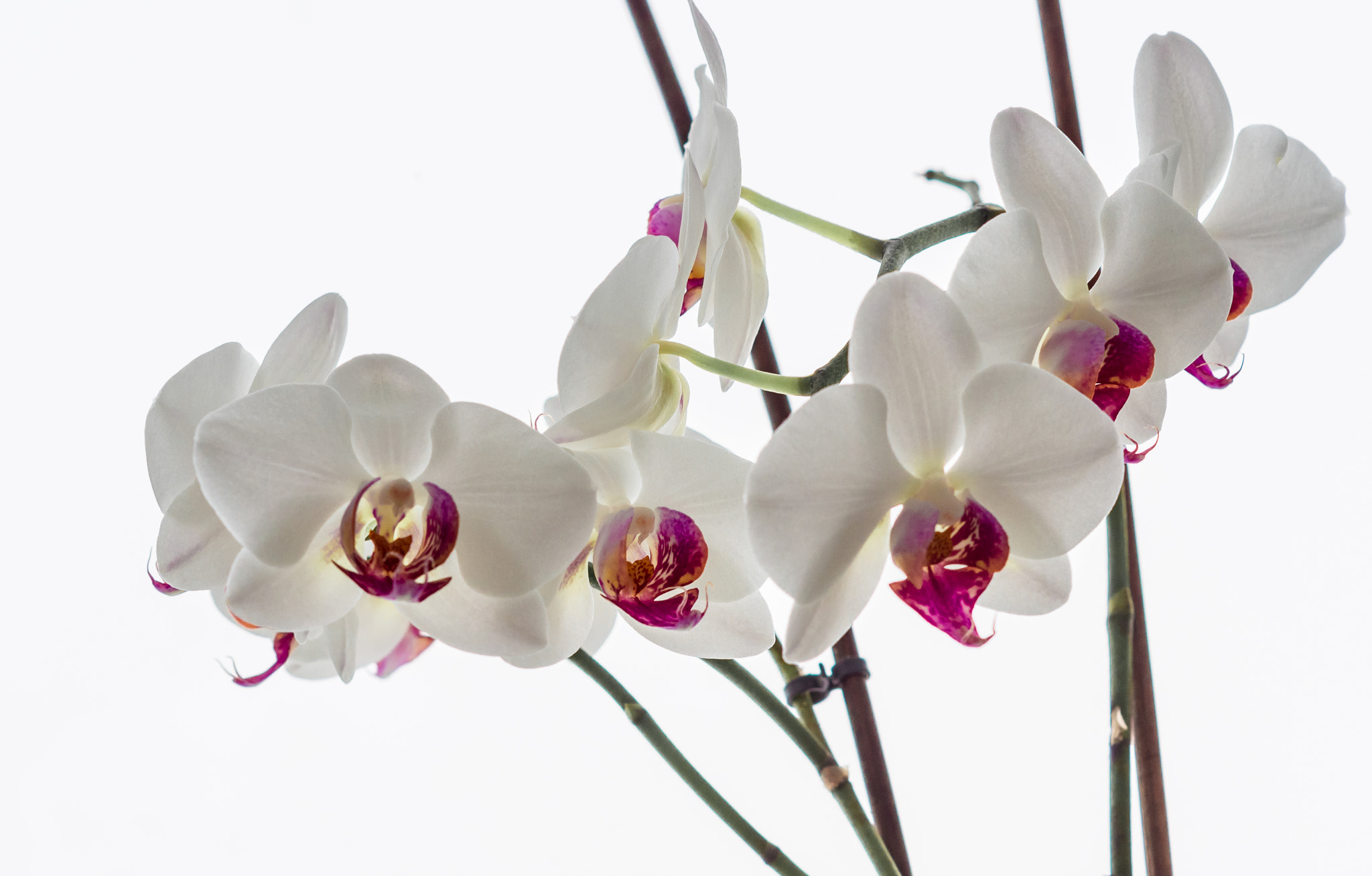 Sony SLT-A55 (SLT-A55V) + Sony DT 50mm F1.8 SAM sample photo. Орхидеи photography